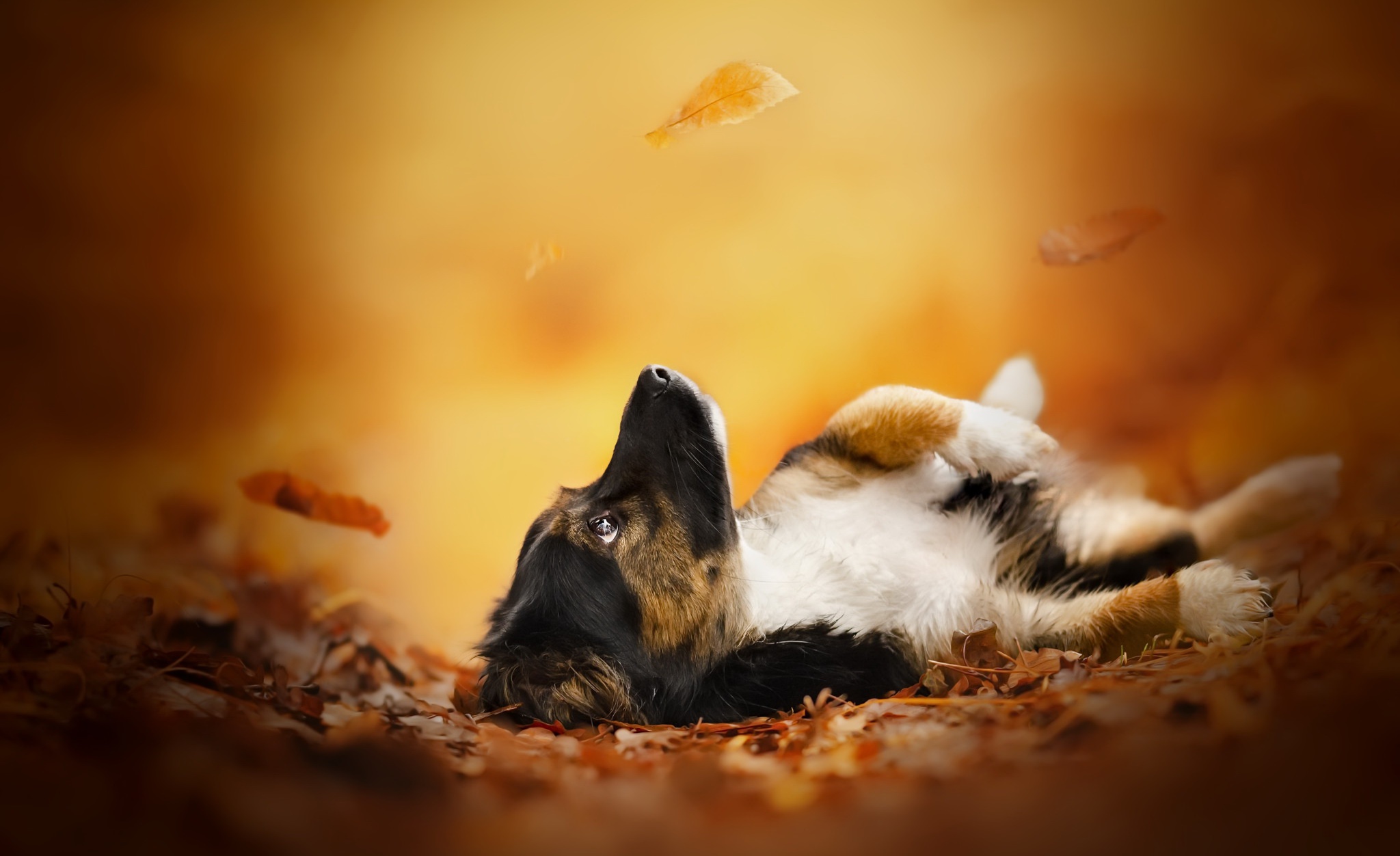 Puppy lying in autumn leaves HD Wallpaper