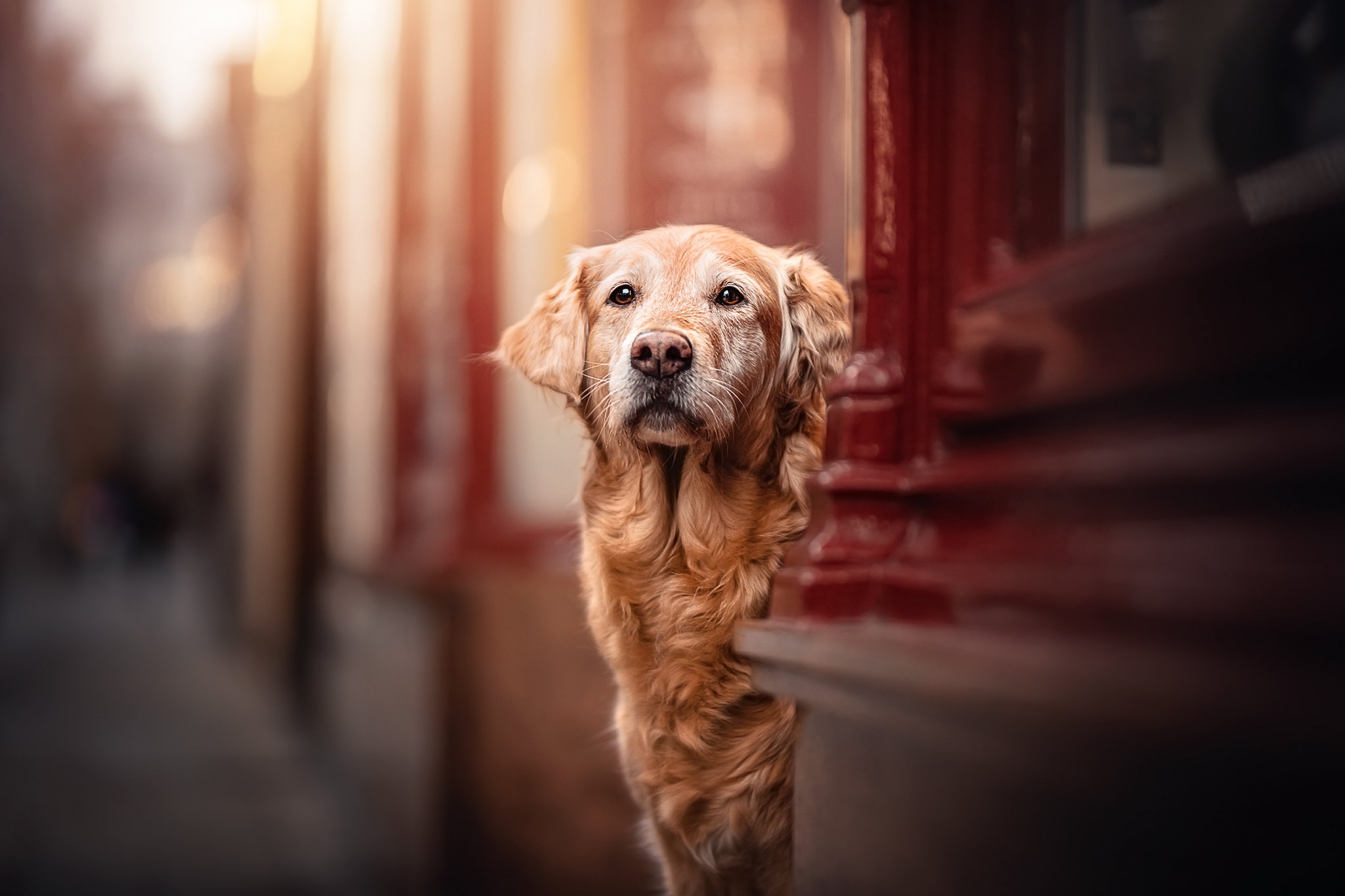 Golden Retriever peeking around a corner HD Wallpaper