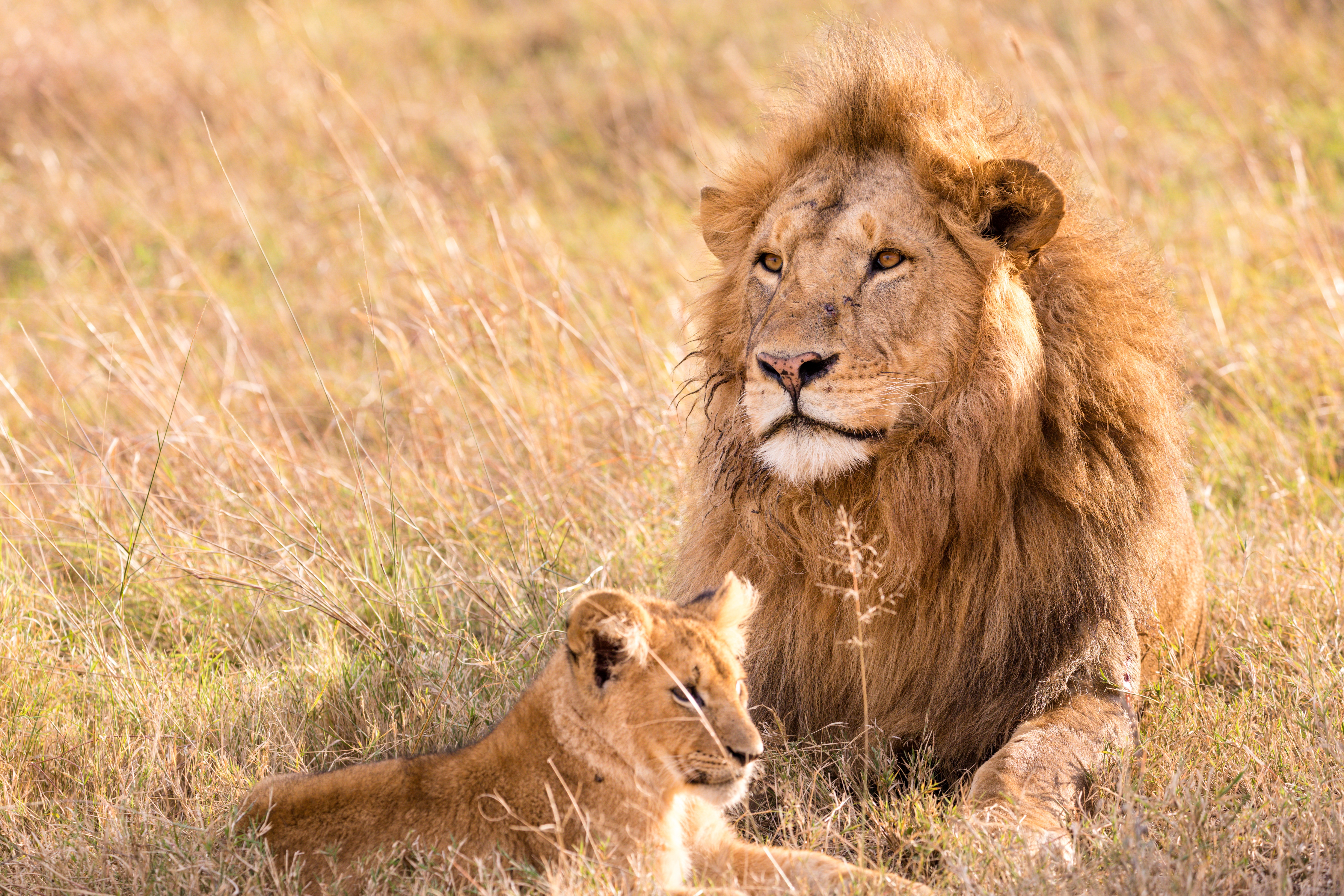Male Lion and Cub in Tall Grass HD Wallpaper