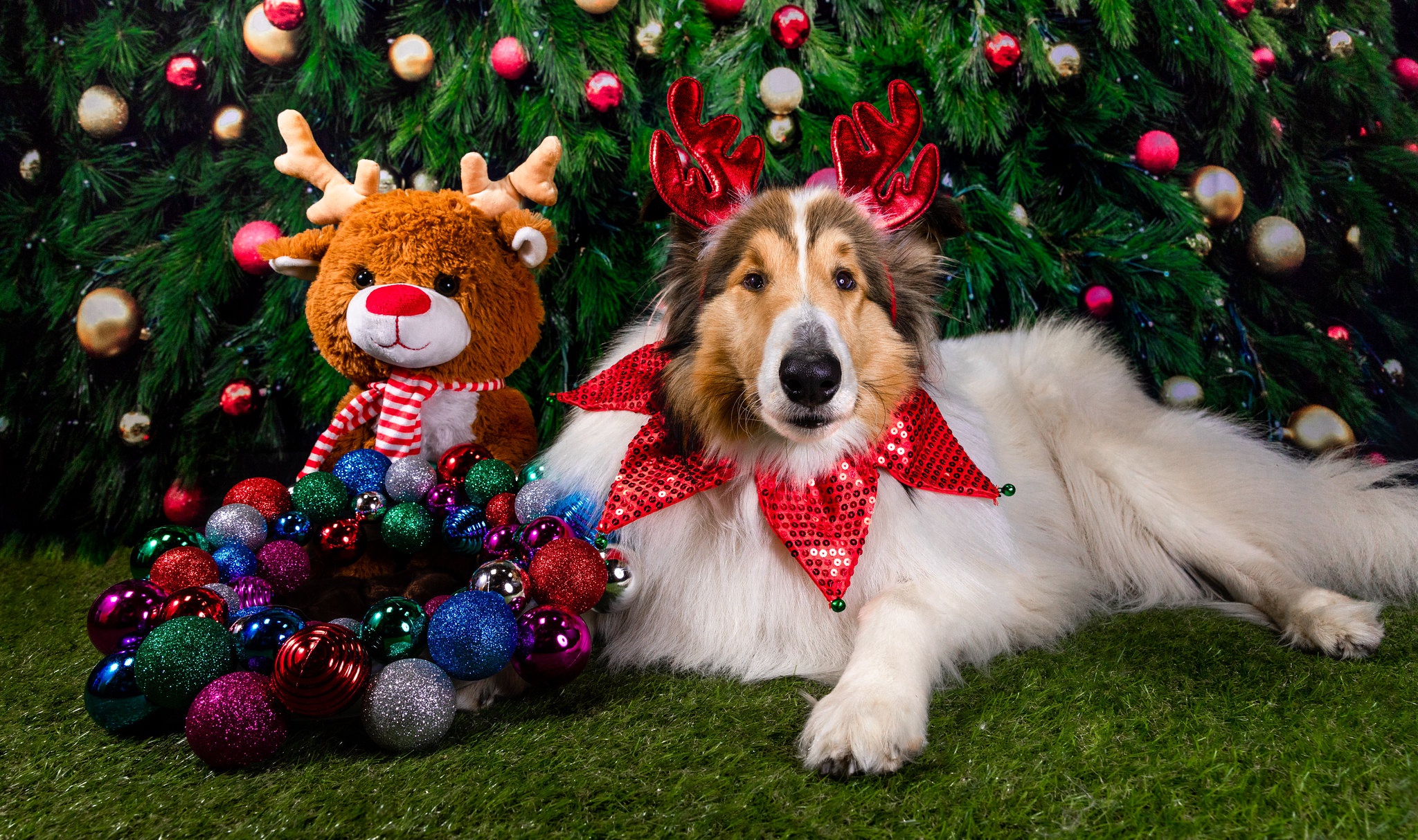 Dog with reindeer antlers and Christmas ornaments HD Wallpaper