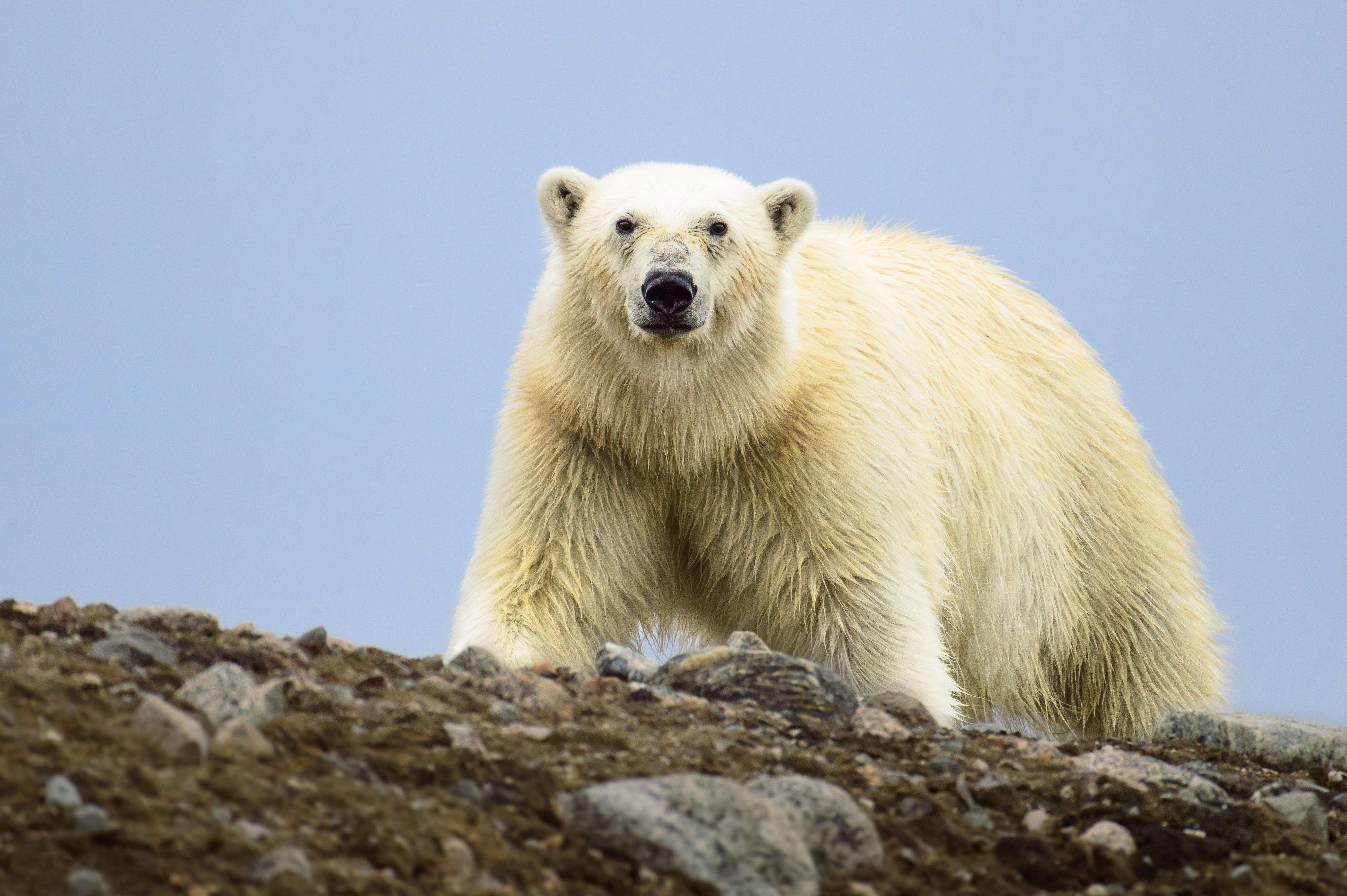 Polar Bear on Rocky Terrain HD Wallpaper
