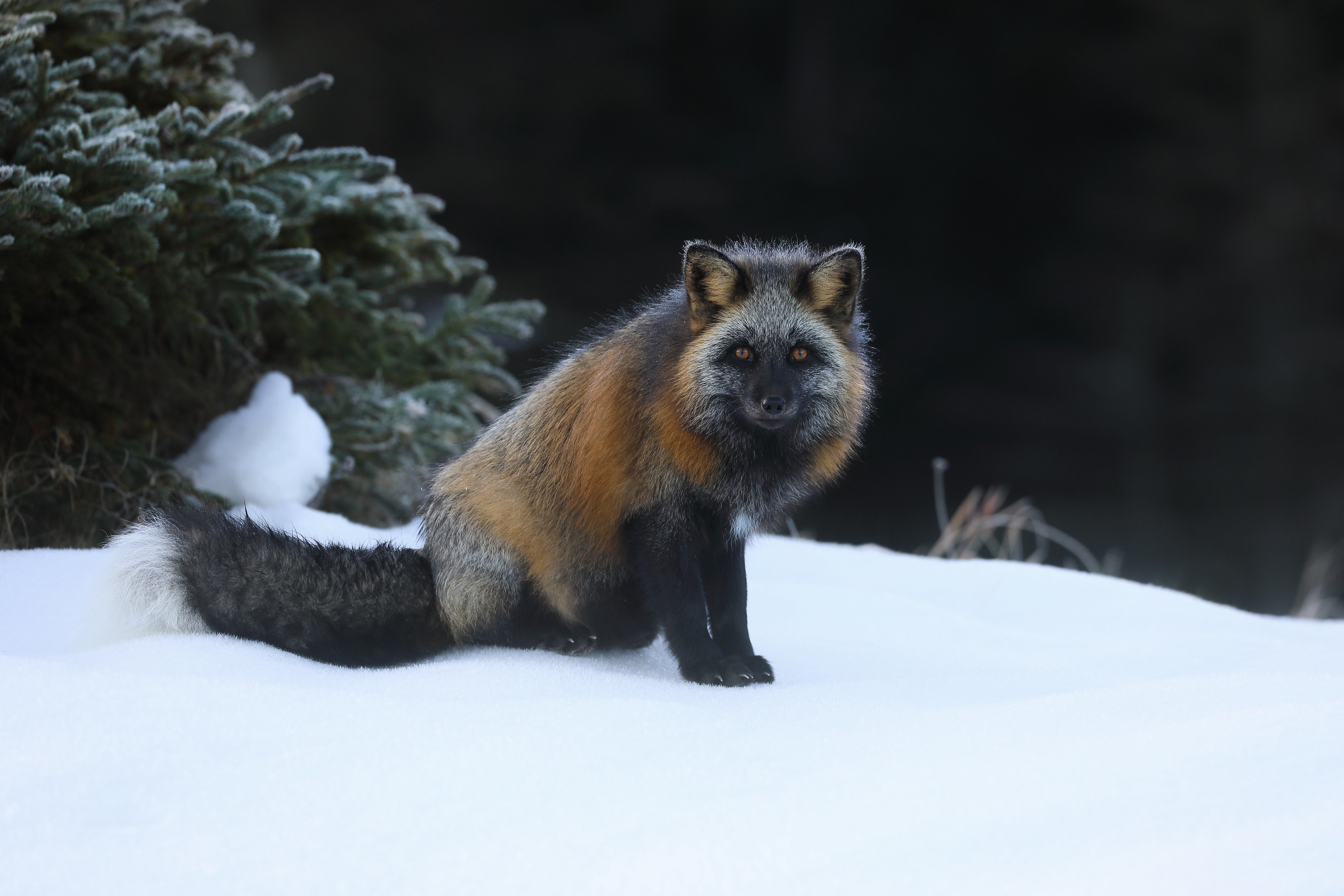 Red Fox Sitting in Snow HD Wallpaper