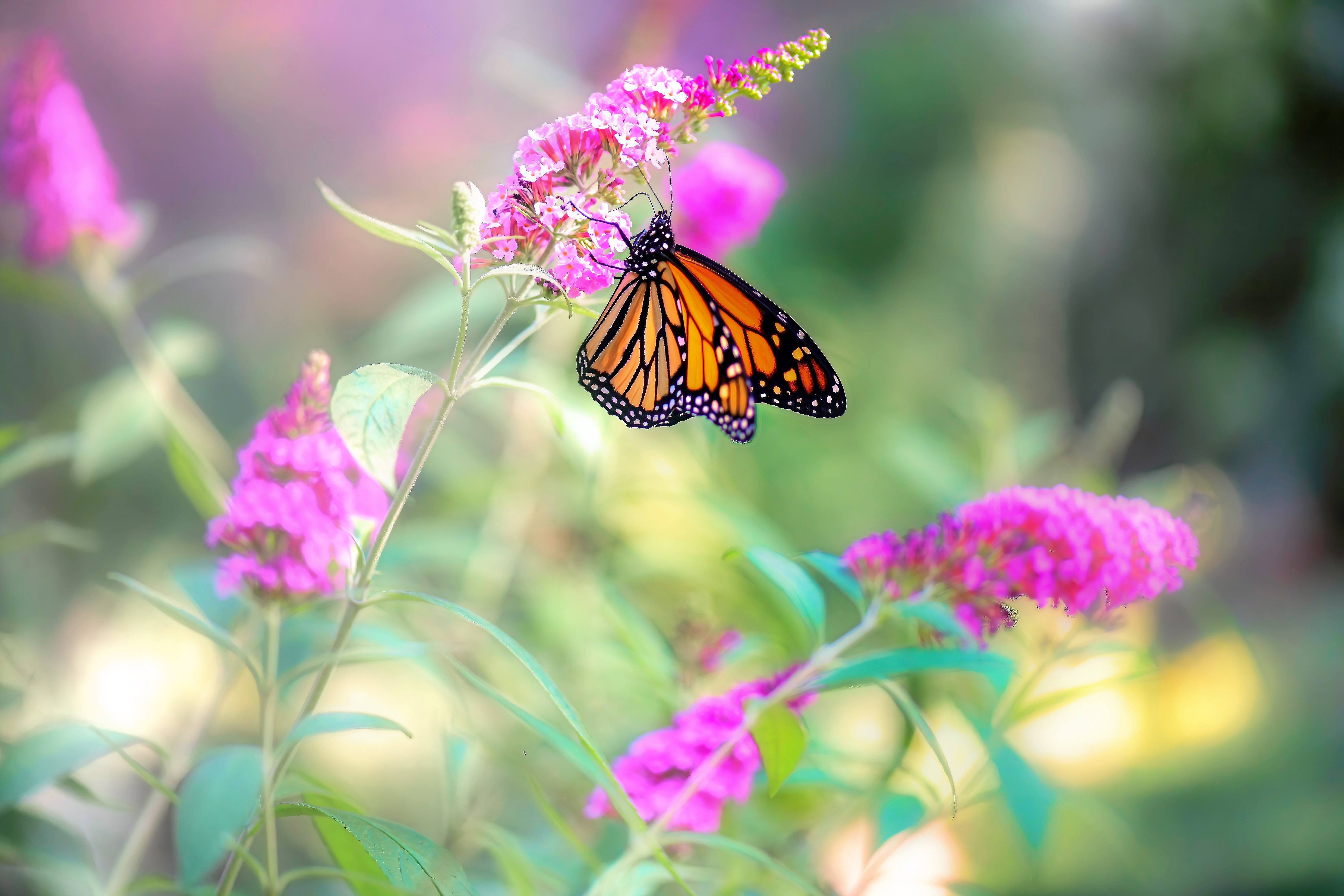 Monarch butterfly on pink flowers HD Wallpaper