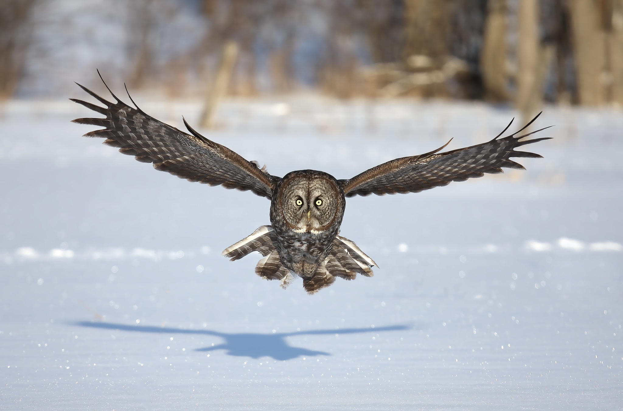Great Gray Owl in Flight Over Snow HD Wallpaper