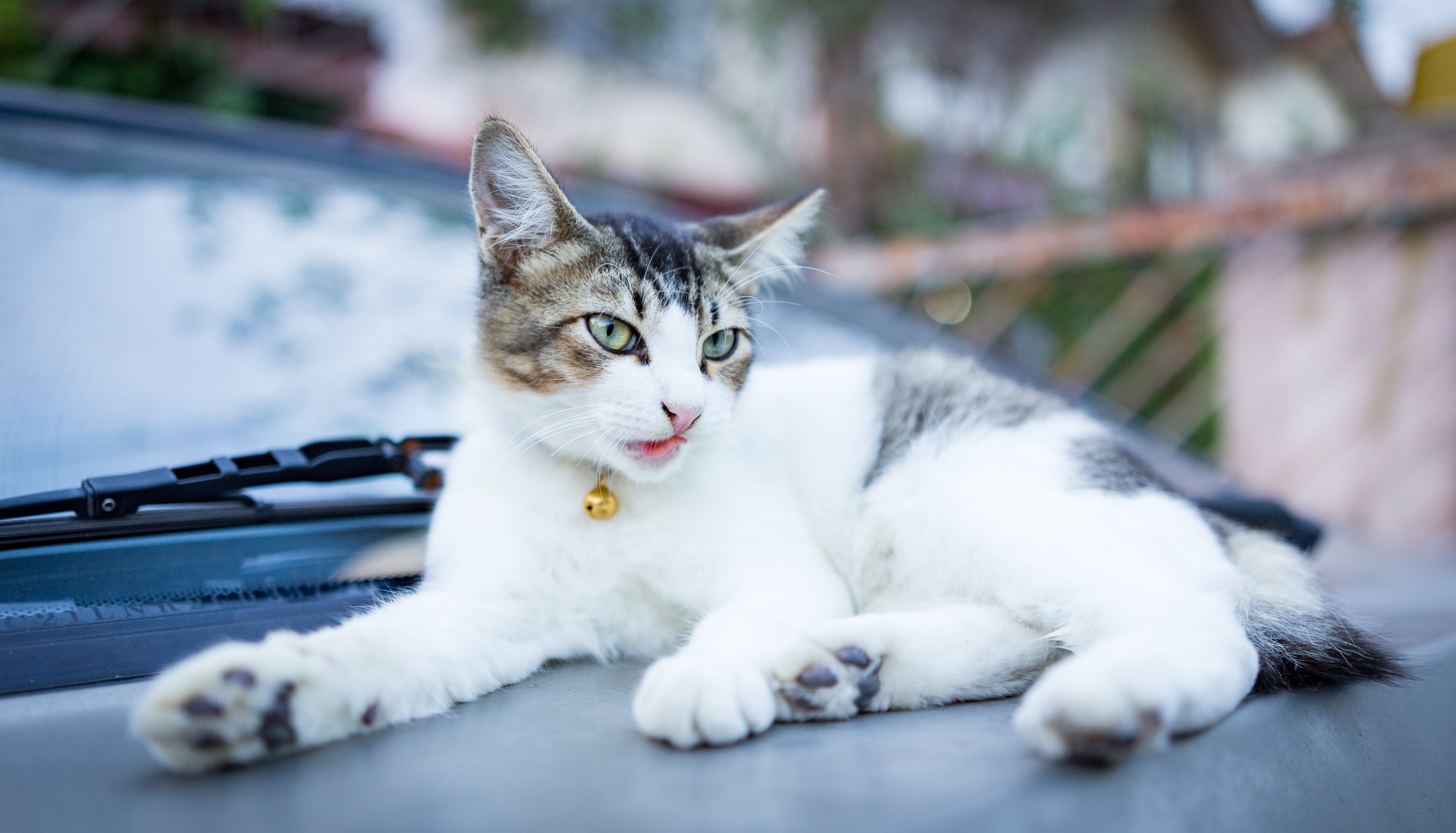 Cat with a bell collar on a car HD Wallpaper