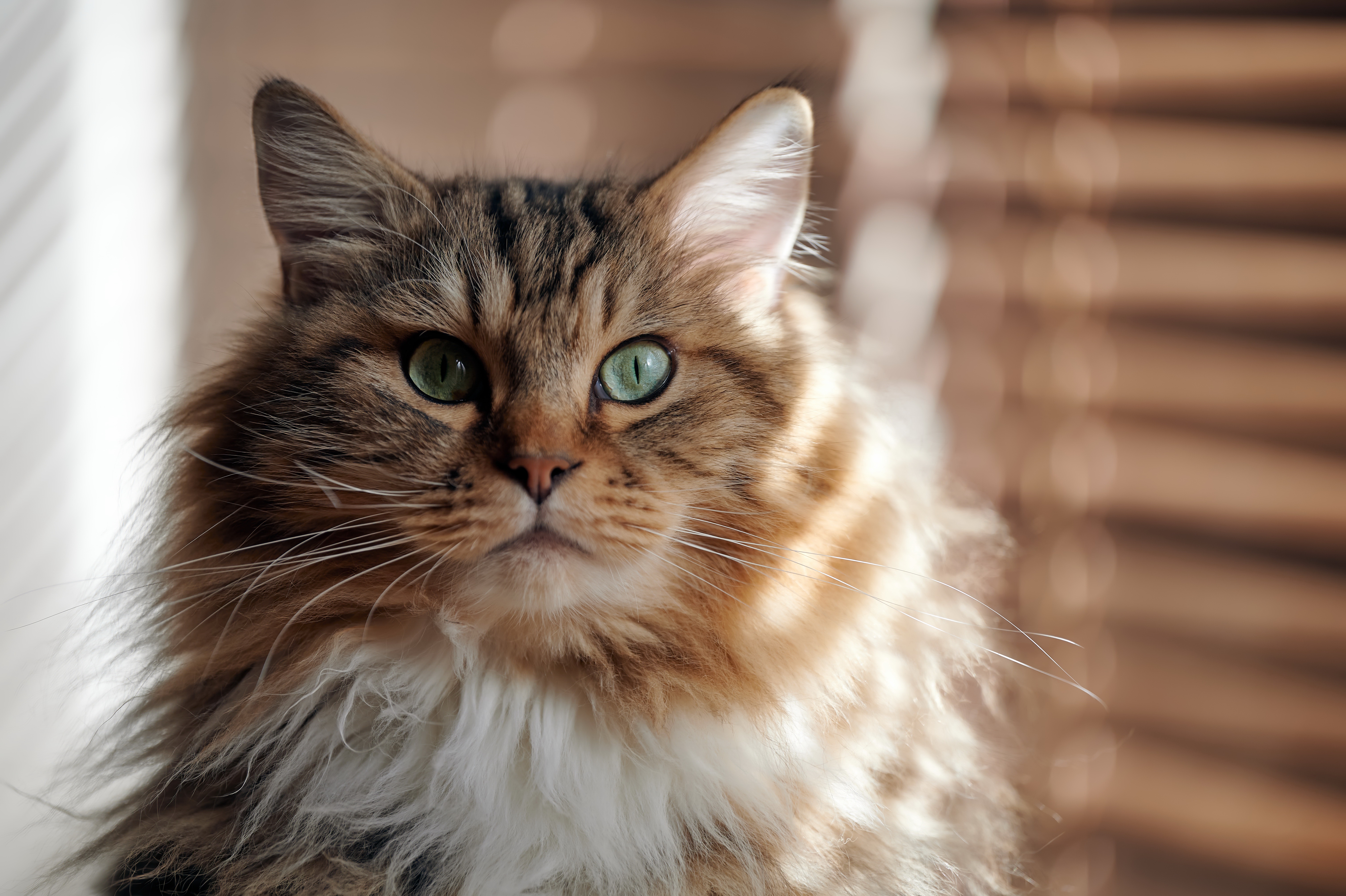 Fluffy Cat with Green Eyes HD Wallpaper