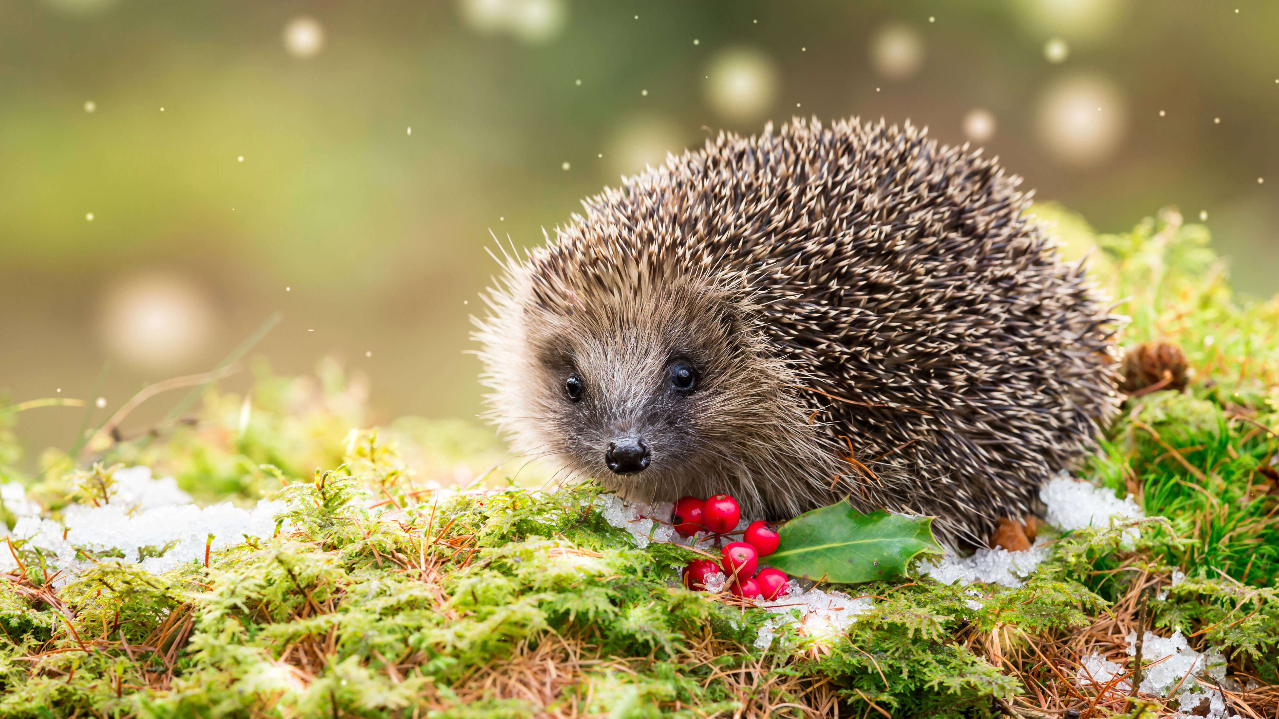 Hedgehog in a snowy forest with holly berries HD Wallpaper