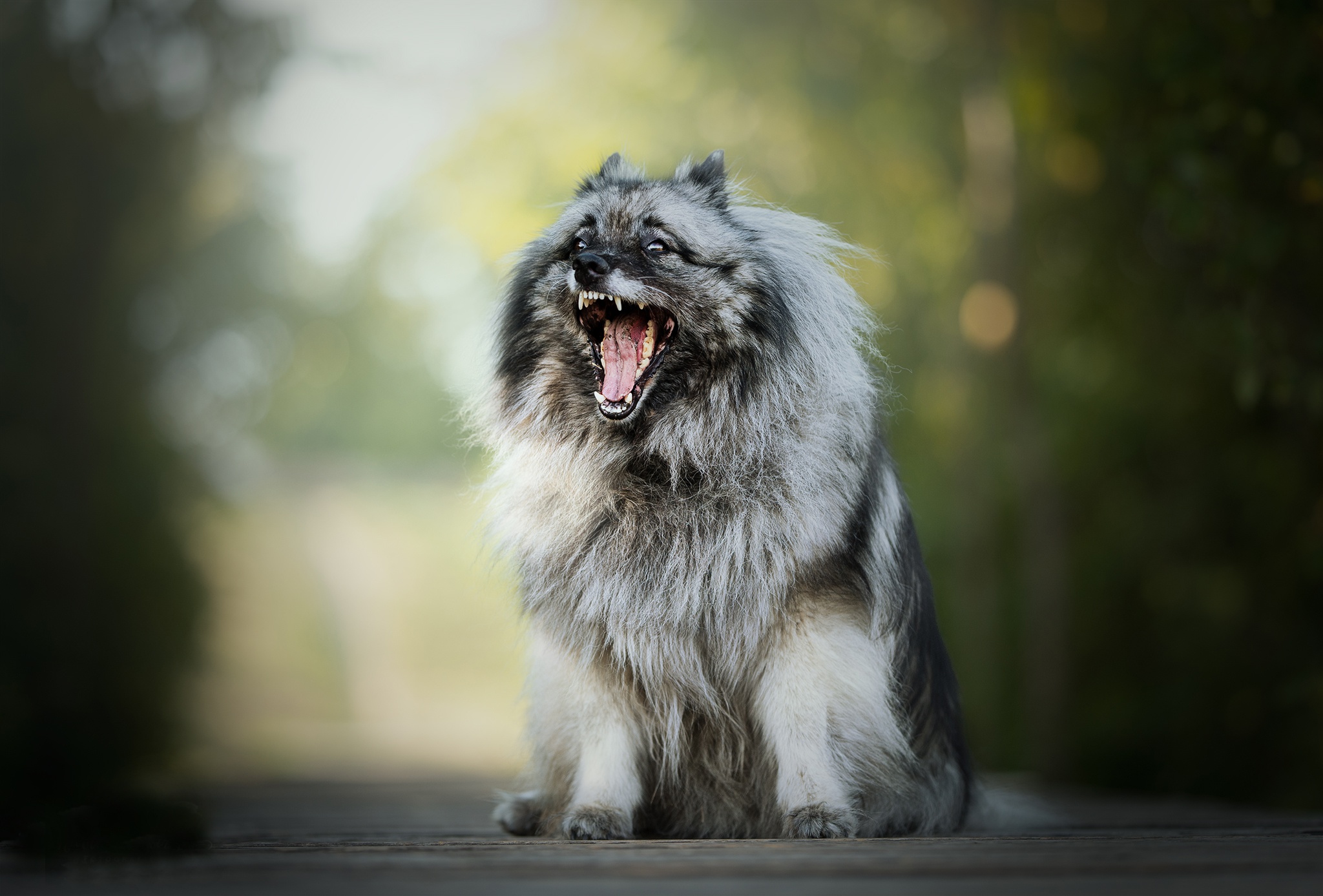 Keeshond dog yawning outdoors HD Wallpaper