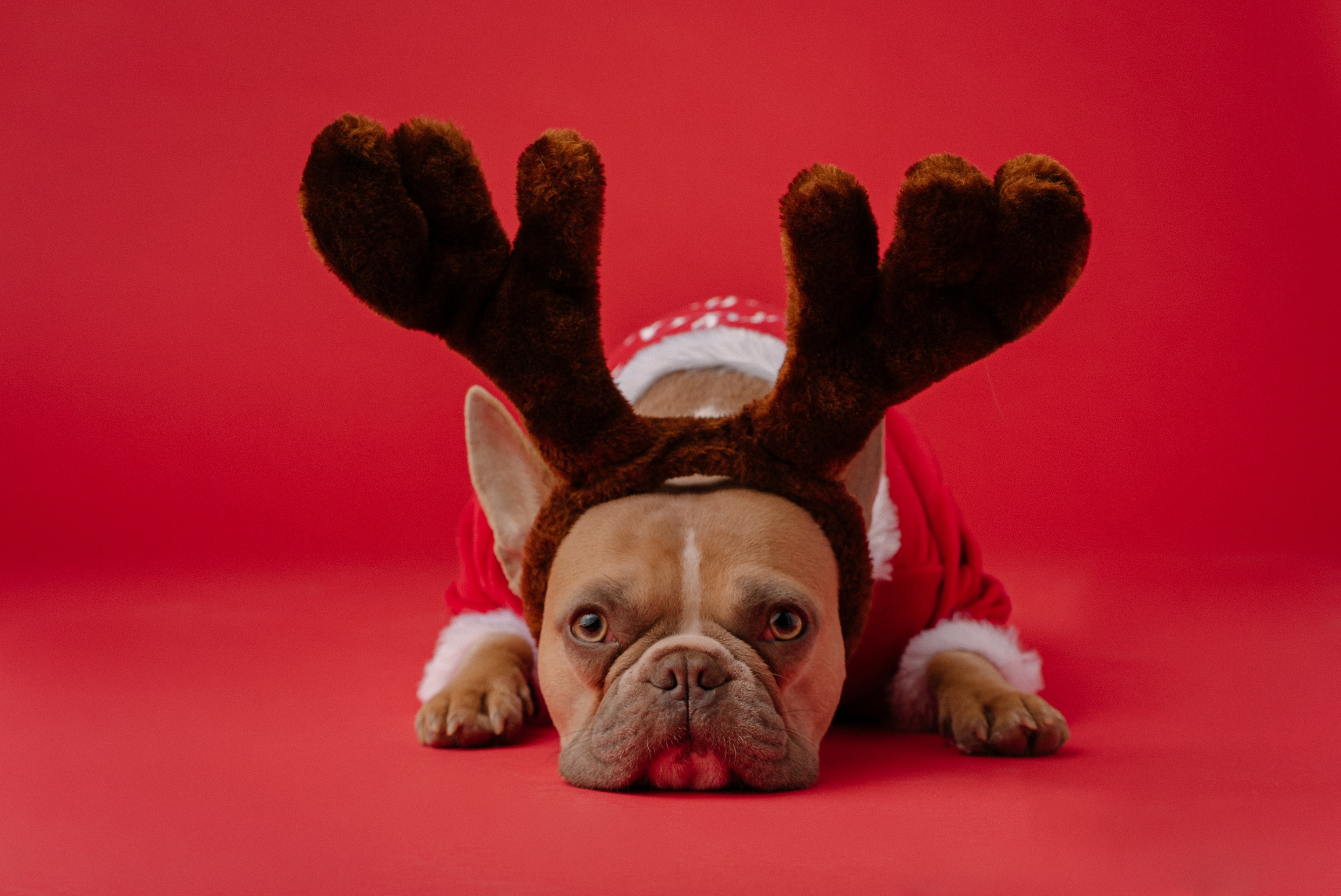 French Bulldog dressed as a reindeer HD Wallpaper