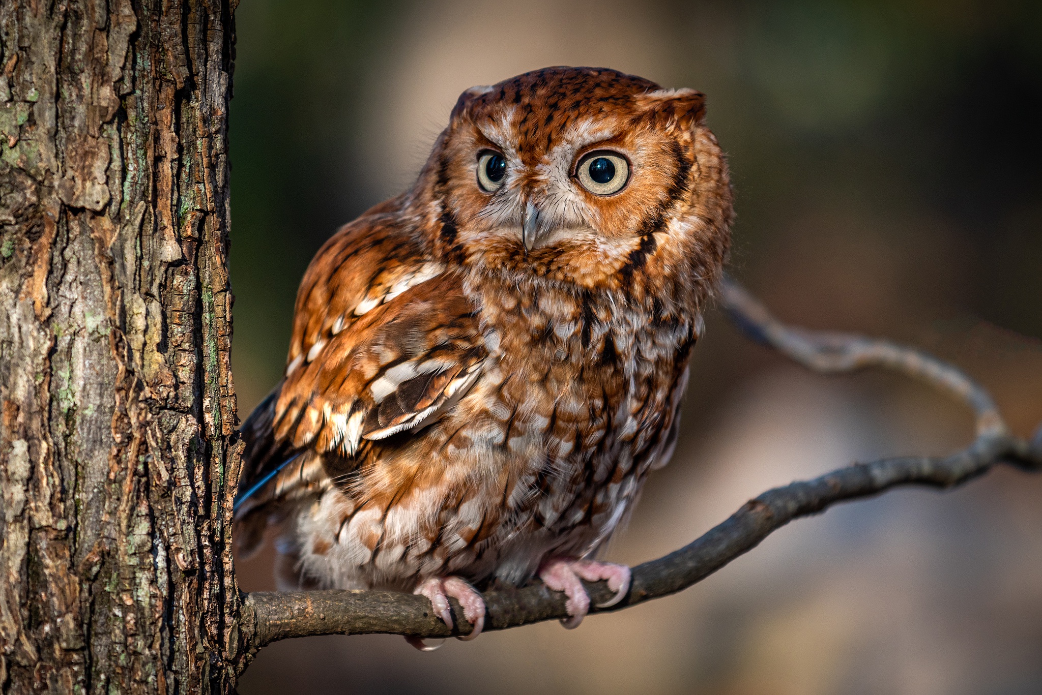 Close-Up of a Brown Owl on a Branch HD Wallpaper