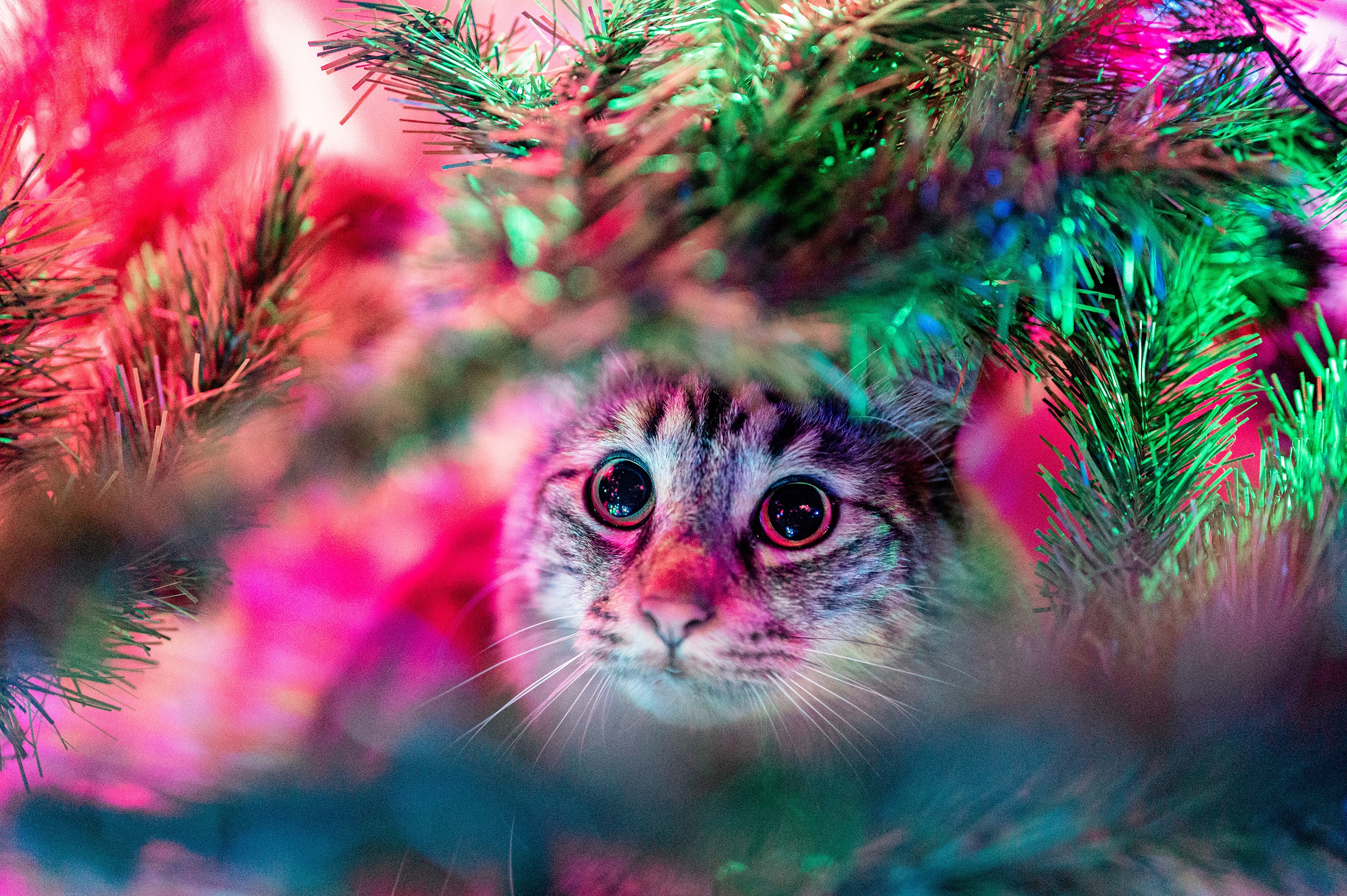 Cat hiding in a Christmas tree HD Wallpaper