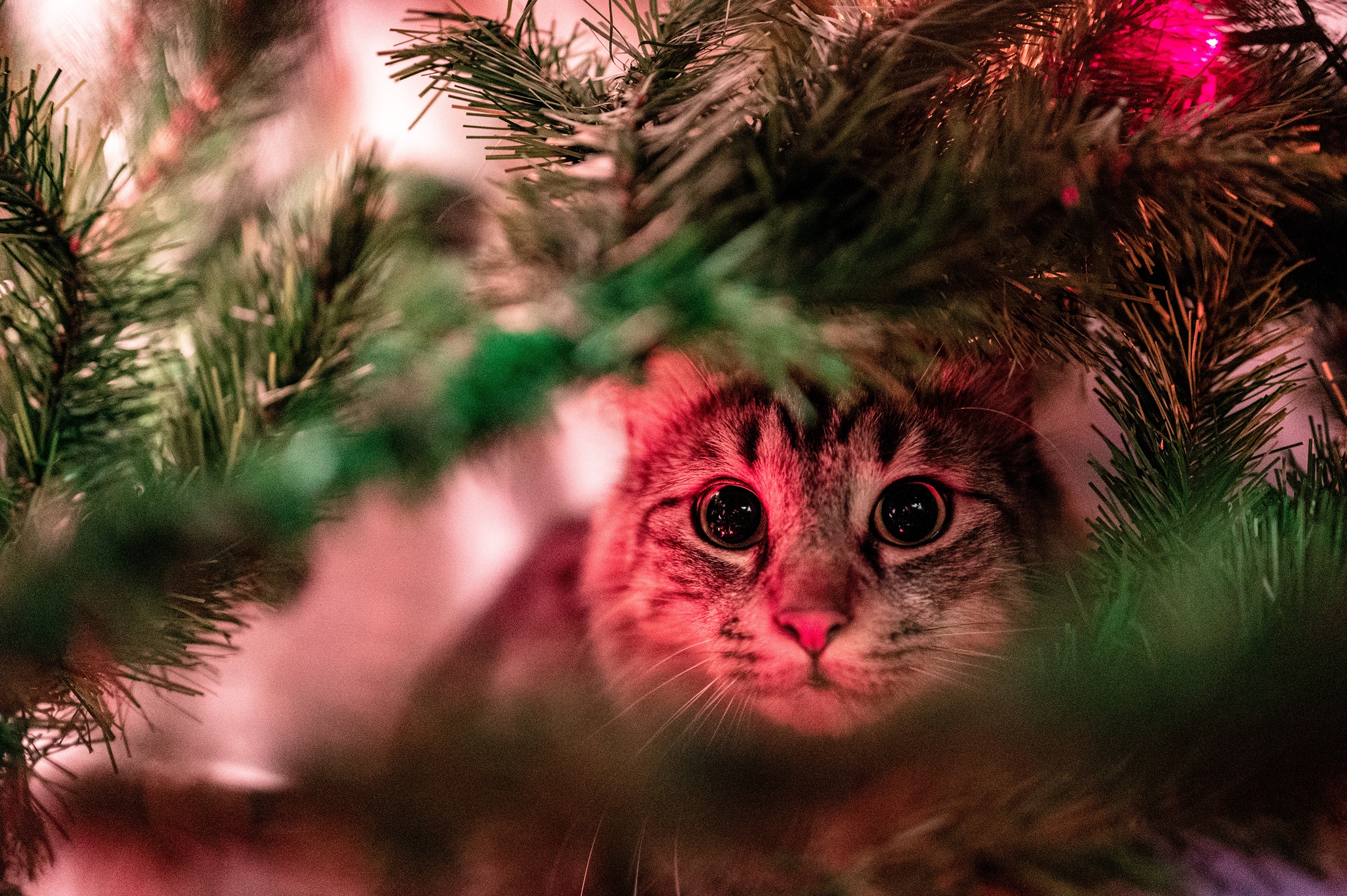 Cat hiding in a Christmas tree HD Wallpaper