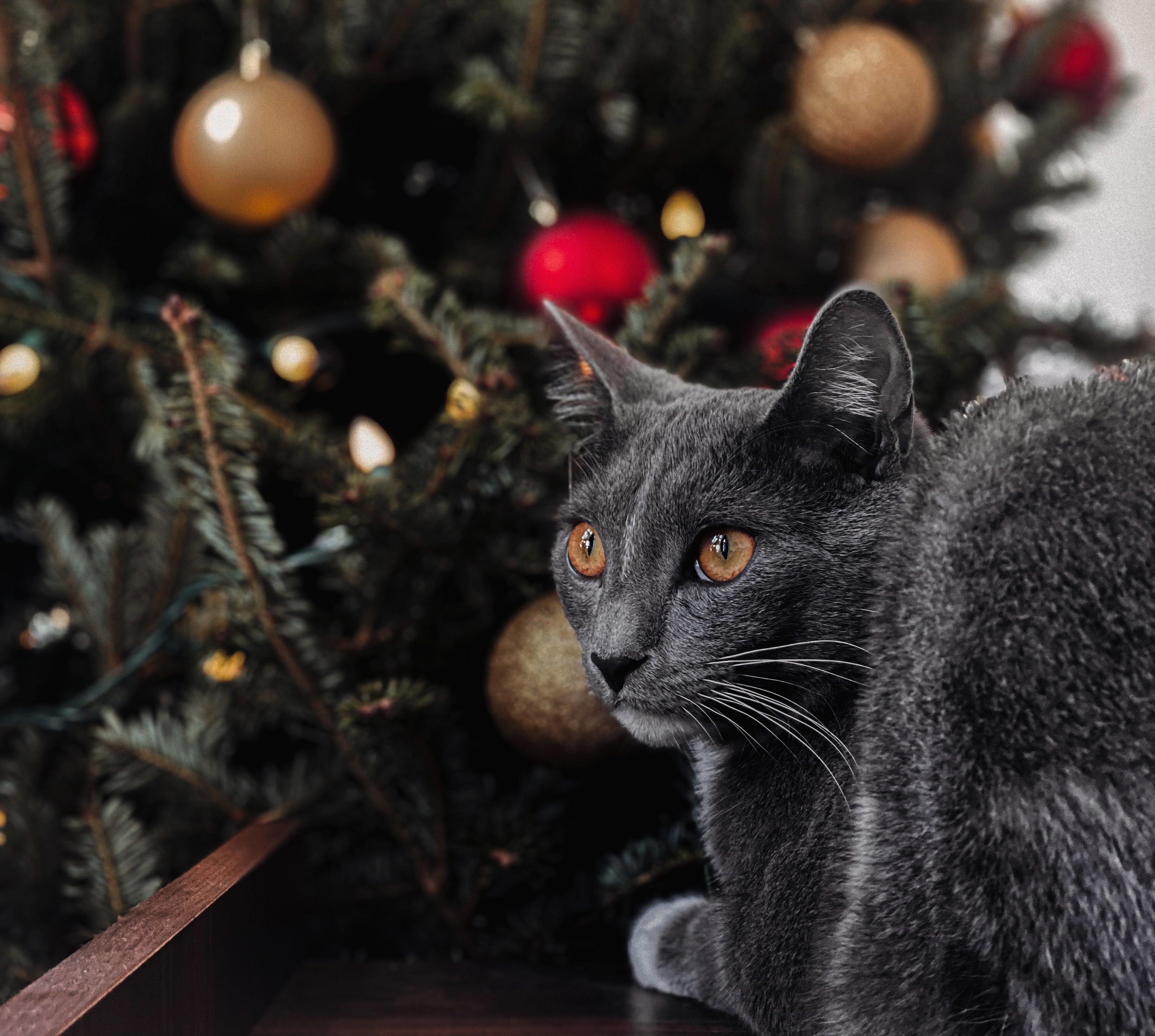 Gray cat with orange eyes near Christmas tree HD Wallpaper