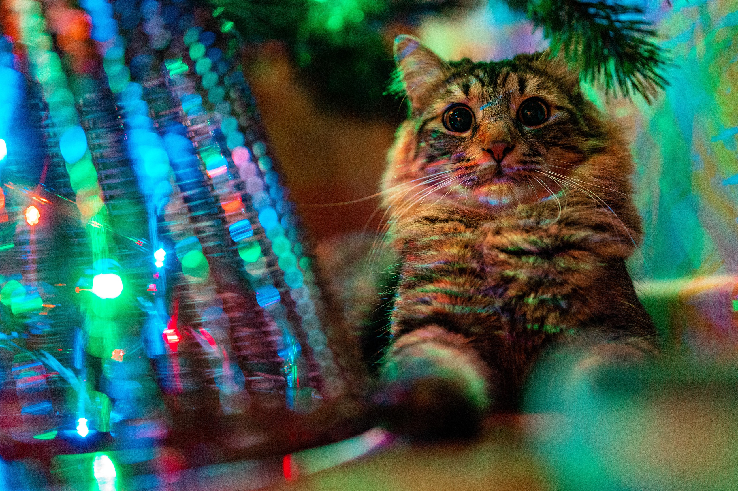 Tabby cat with Christmas lights HD Wallpaper