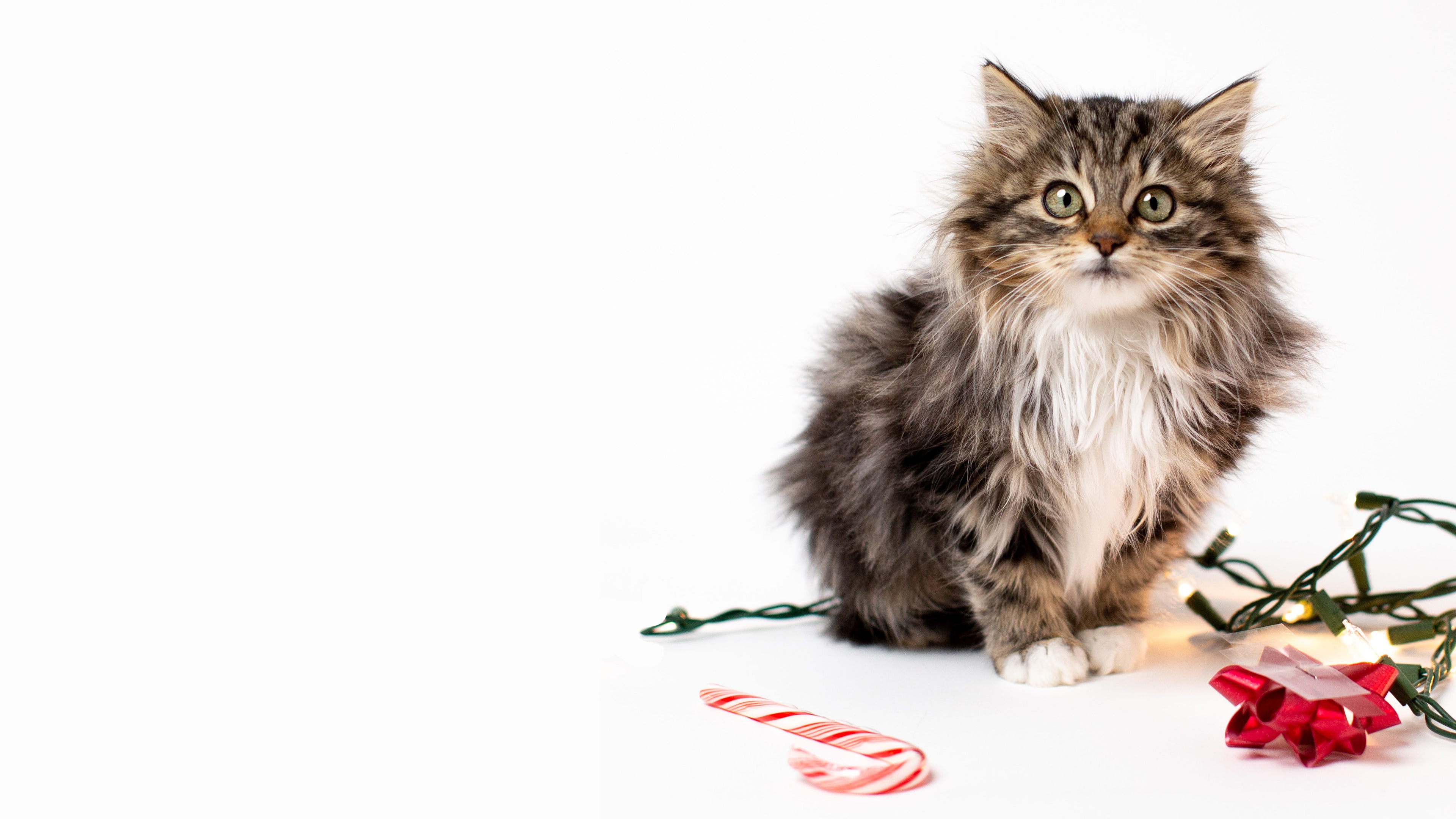 Fluffy kitten with Christmas decorations HD Wallpaper