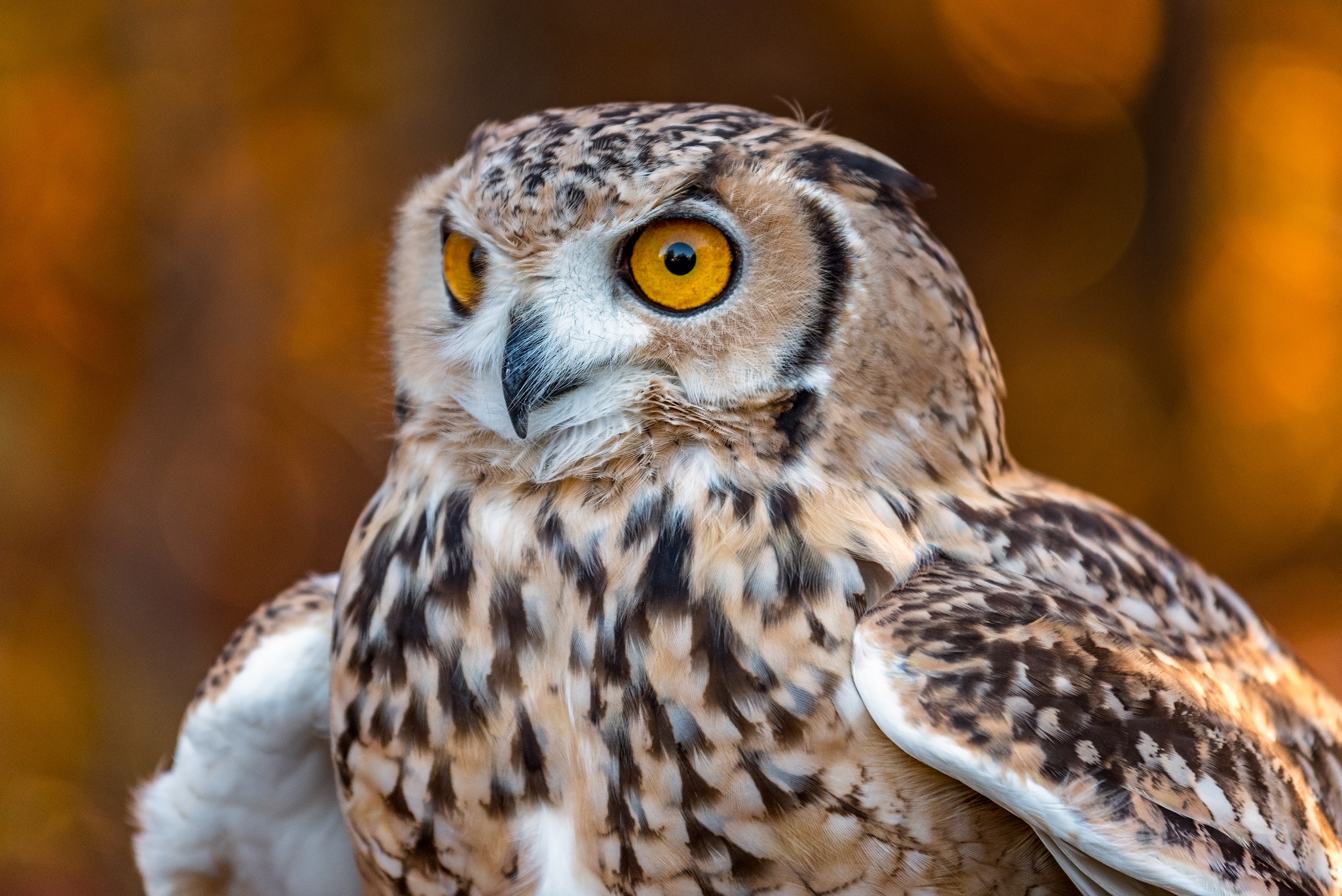 Close-up of a Eurasian Eagle-Owl HD Wallpaper