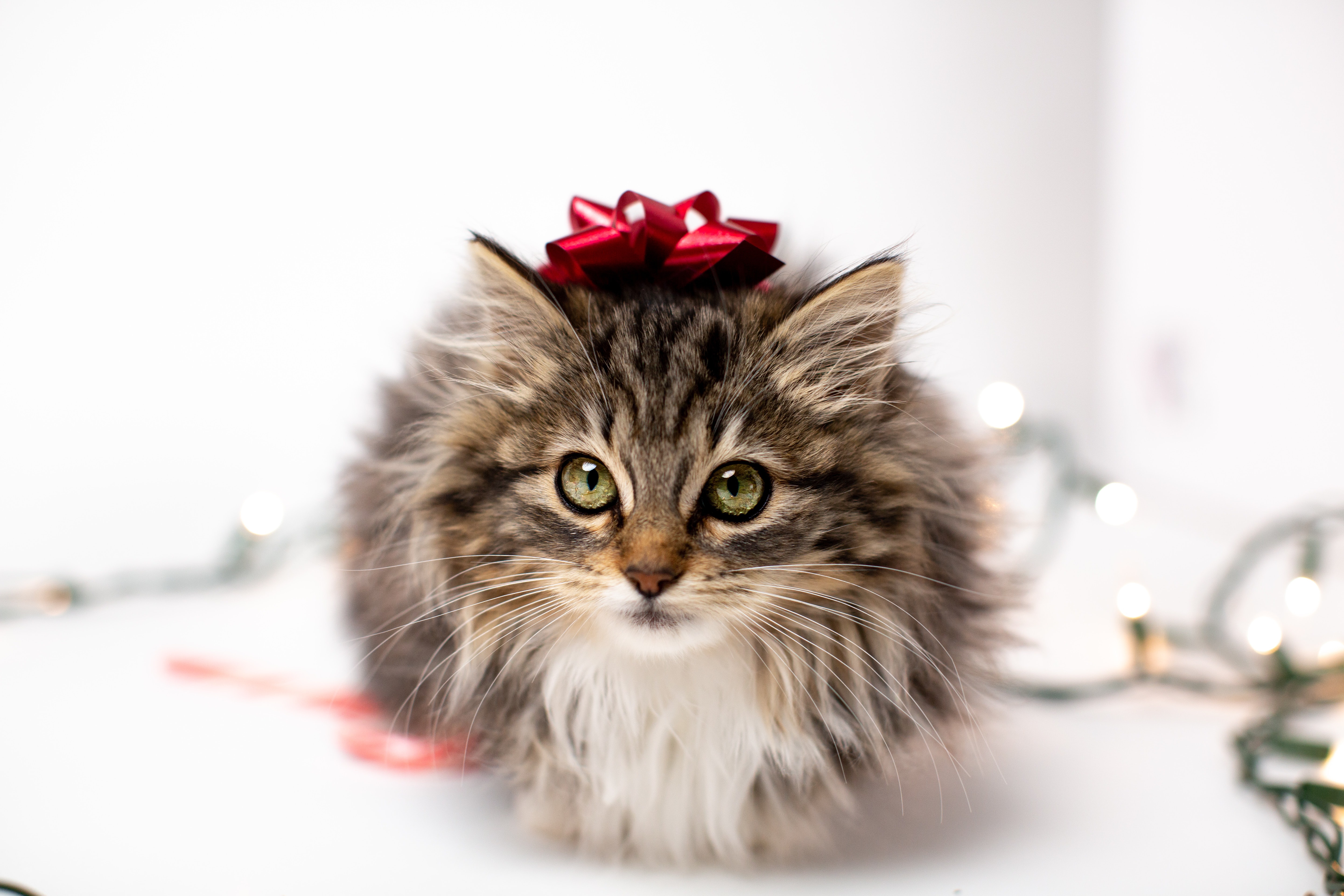Fluffy kitten with a red bow on its head HD Wallpaper
