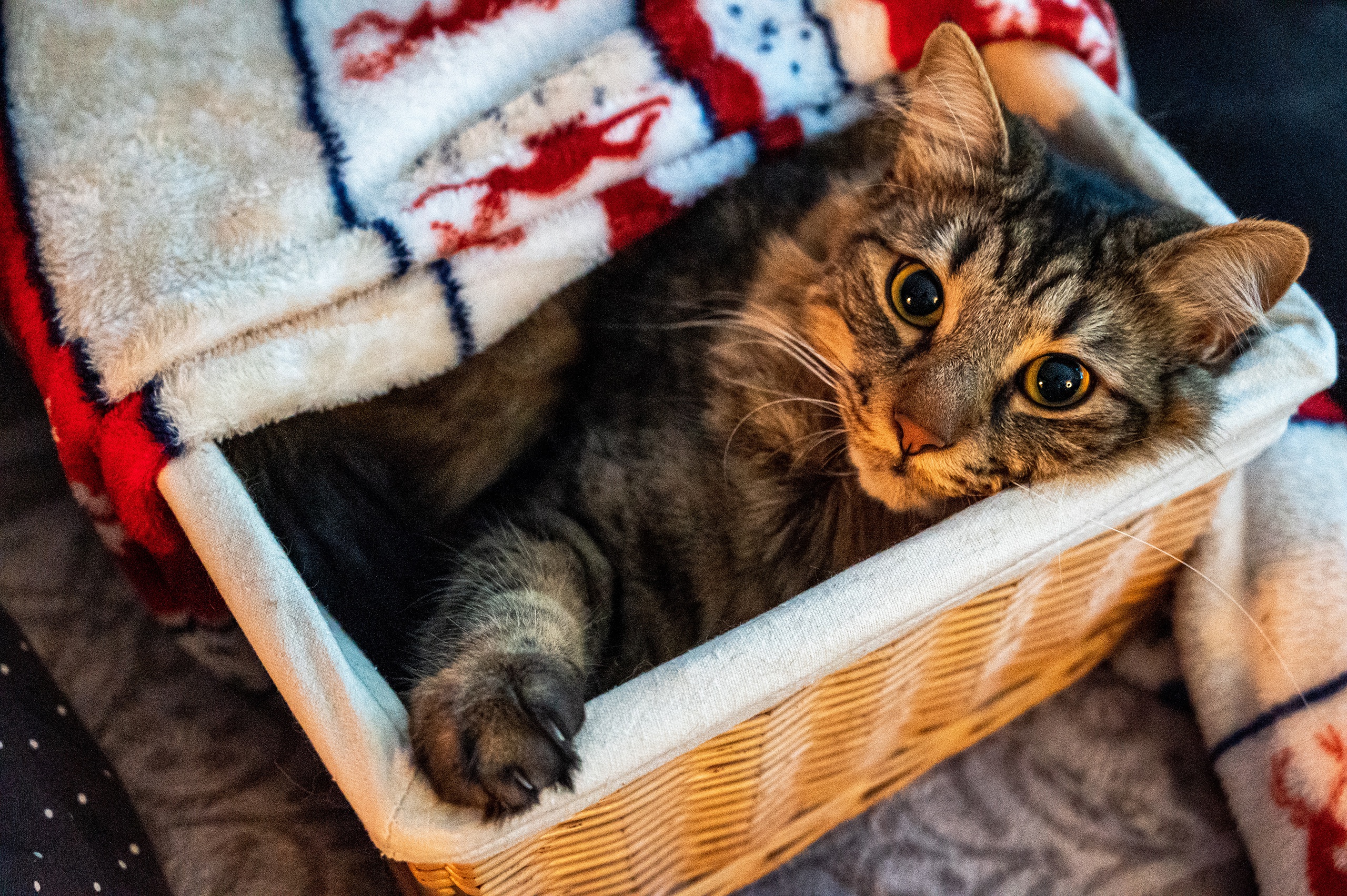 Tabby cat resting in a woven basket HD Wallpaper