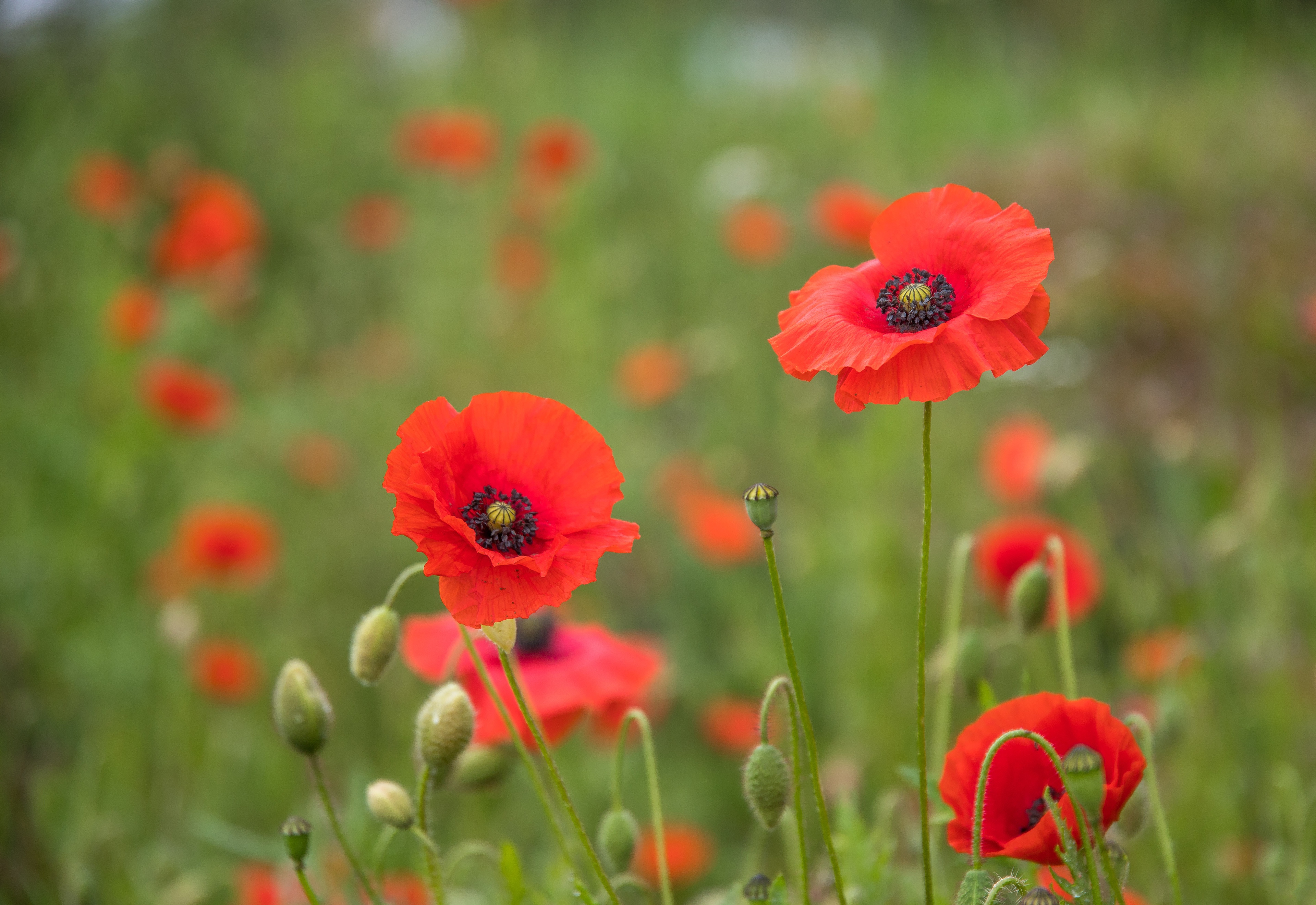Field of Red Poppies HD Wallpaper