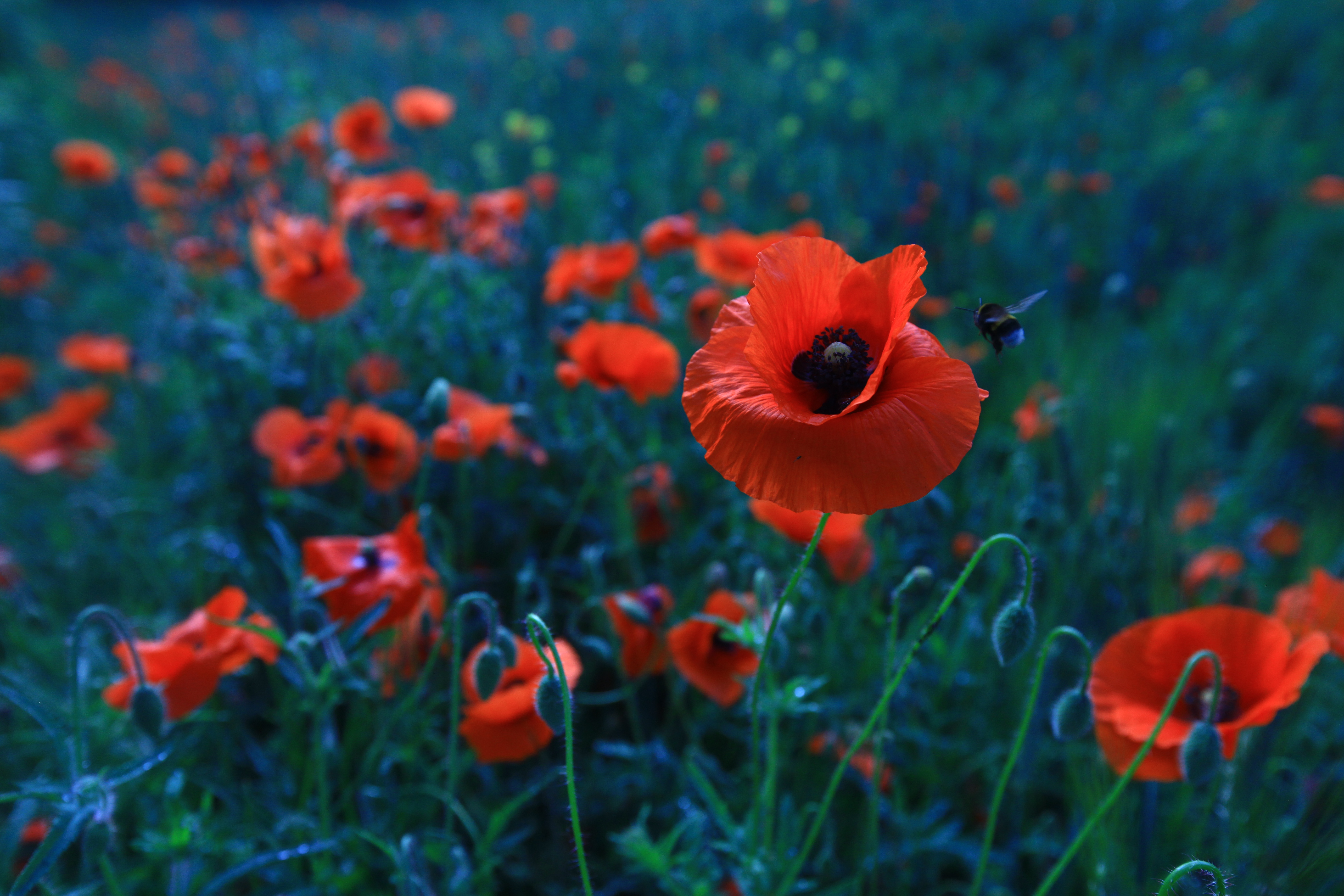 Field of Red Poppies with a Bee HD Wallpaper
