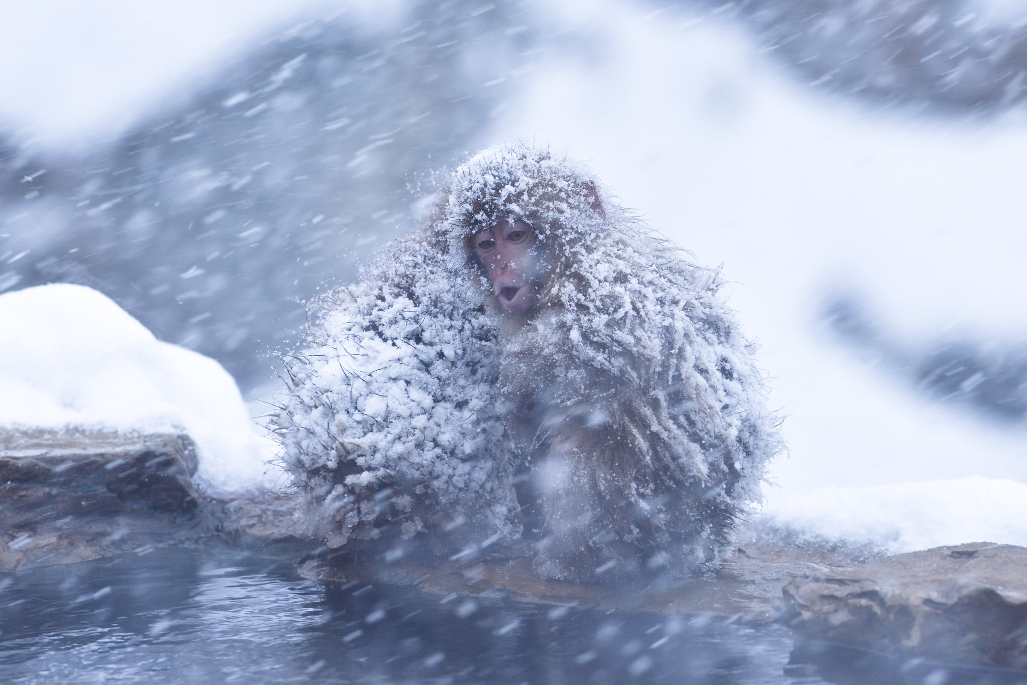 Japanese Macaque in Snowfall HD Wallpaper