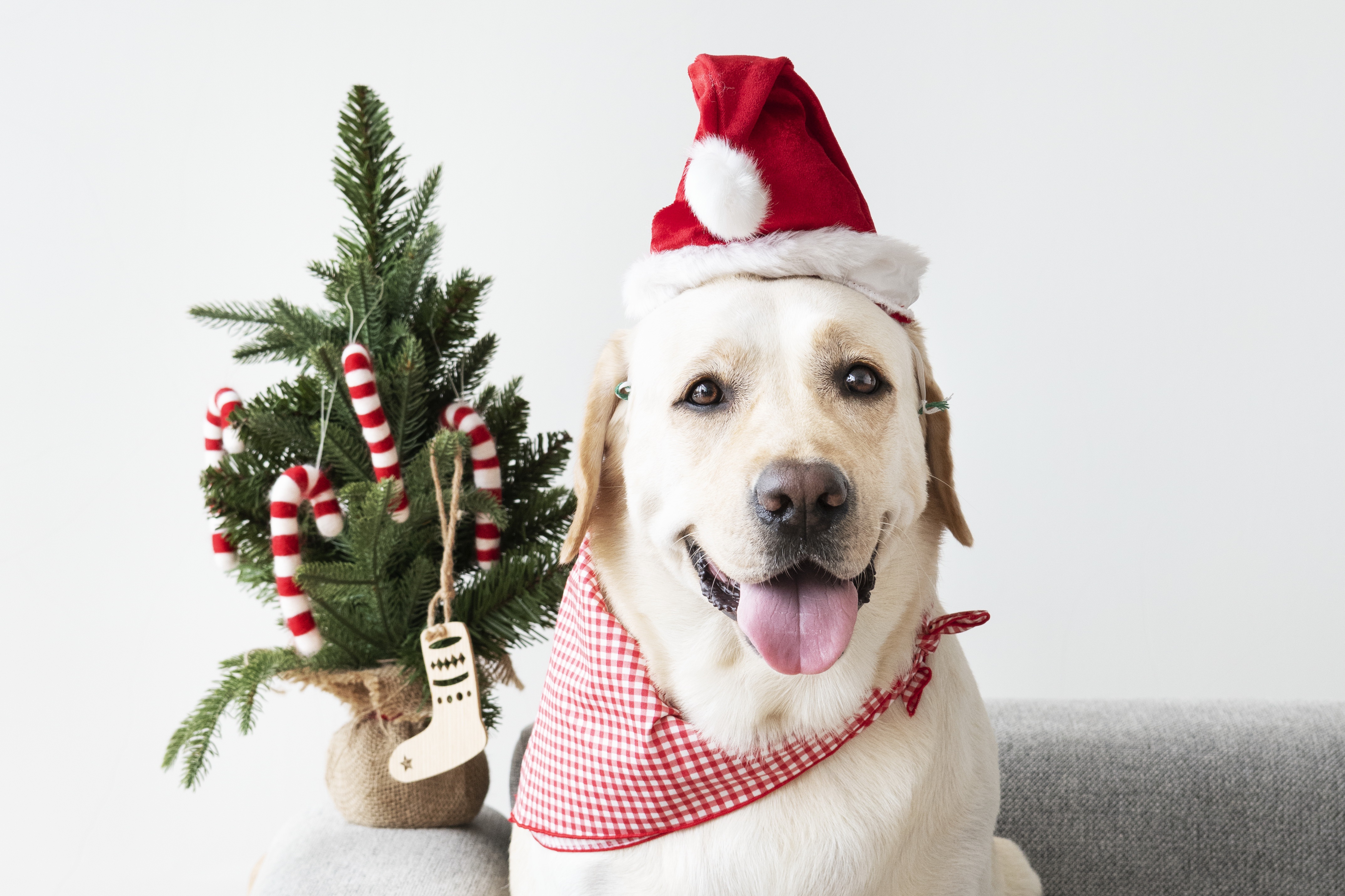 Labrador Retriever wearing Santa hat and bandana with Christmas tree HD Wallpaper
