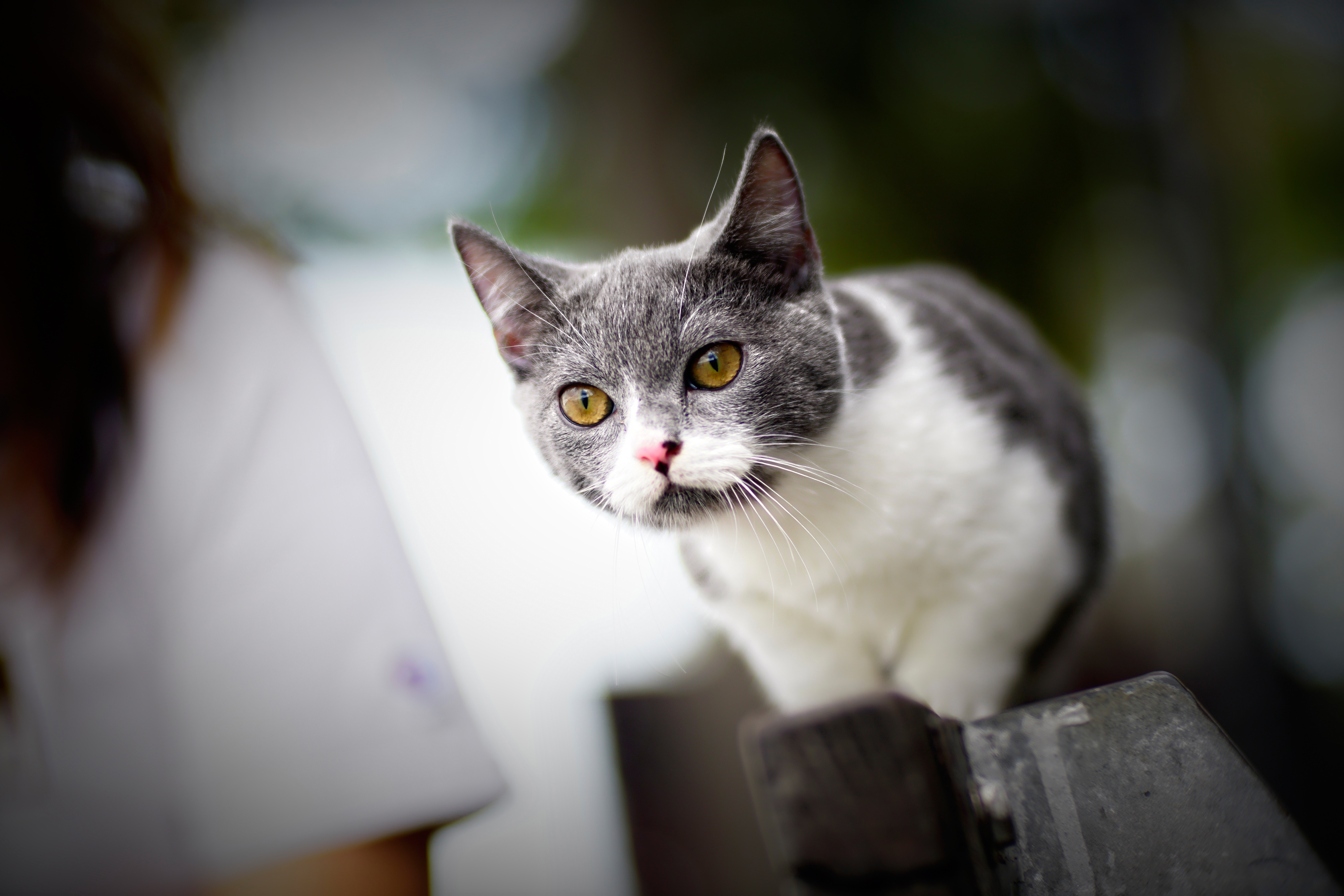 Gray and white cat on a fence HD Wallpaper