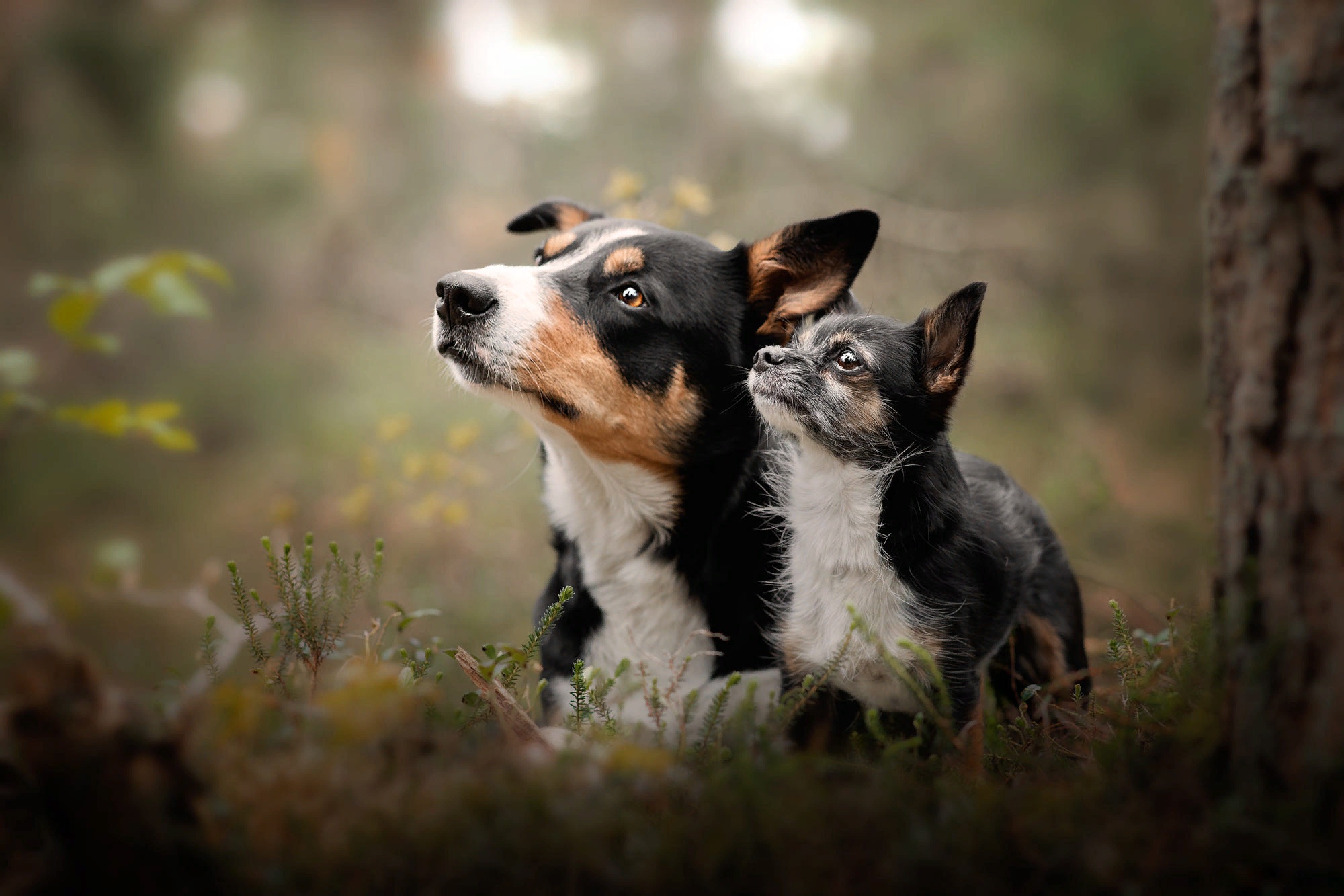 Two dogs in a forest setting HD Wallpaper