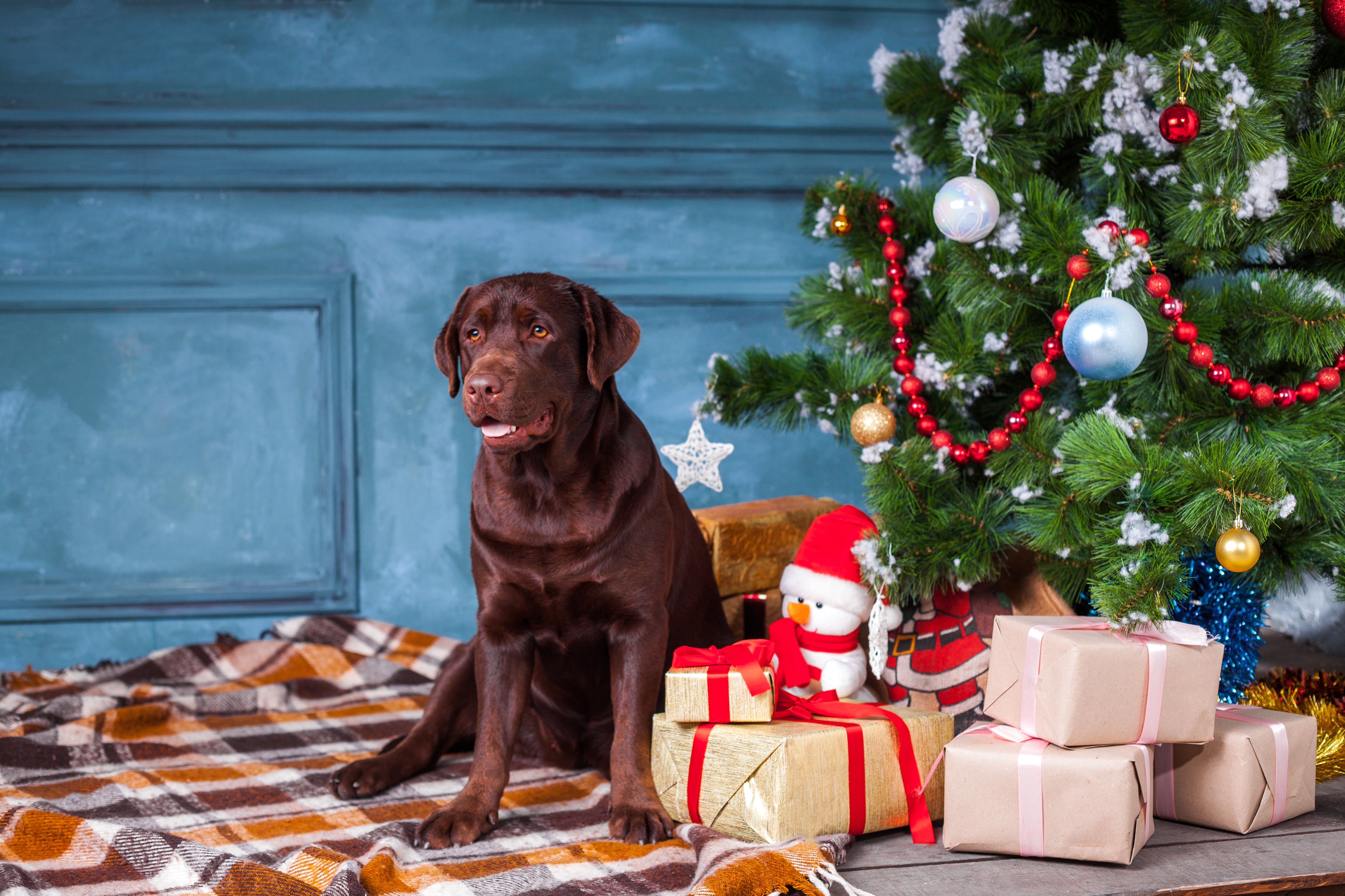 Chocolate Labrador dog with Christmas tree and gifts HD Wallpaper