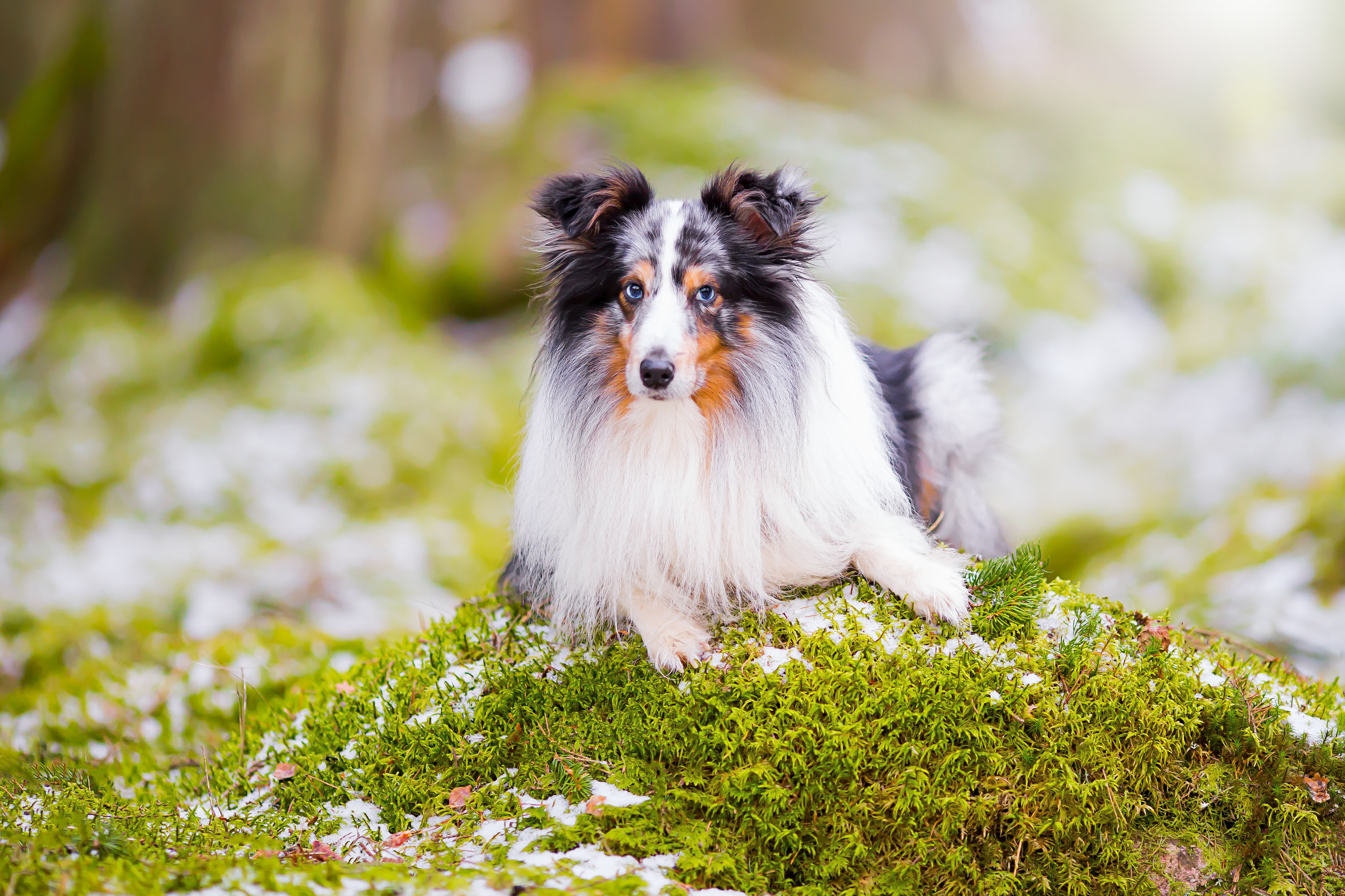 Shetland Sheepdog lying on mossy rock HD Wallpaper