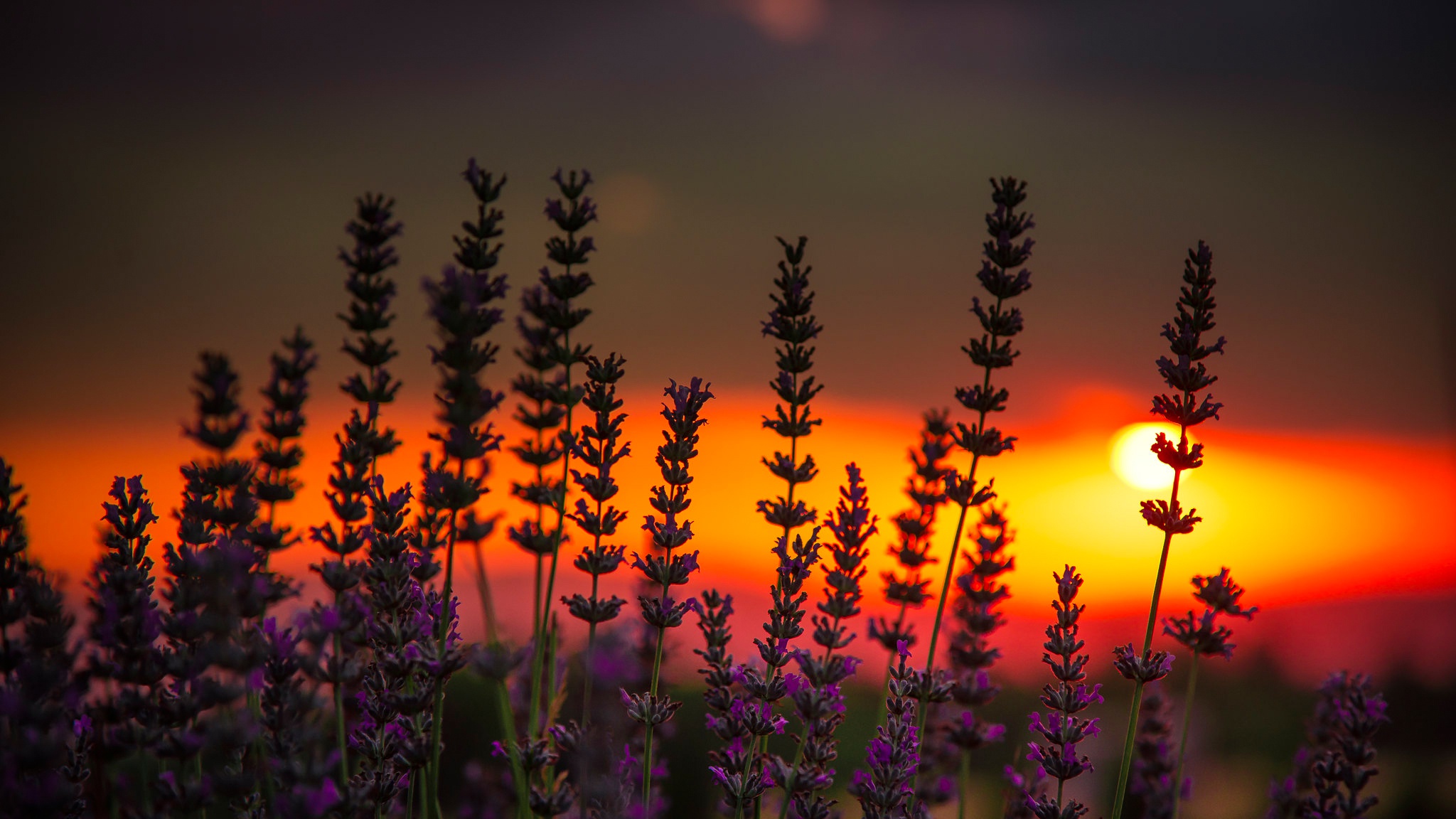 Lavender field at sunset with depth of field HD Wallpaper