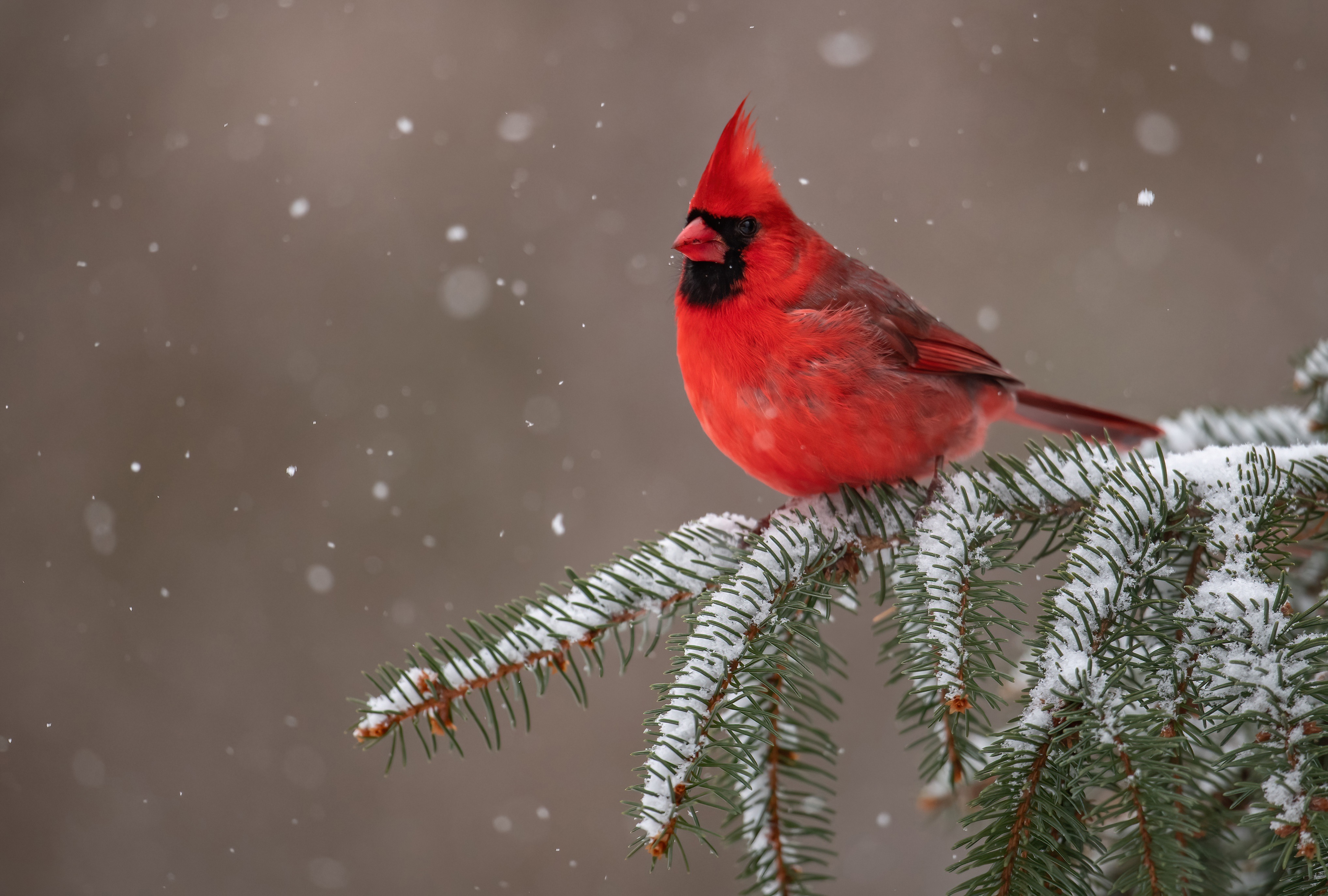 Cardinal bird on a snowy pine branch HD Wallpaper