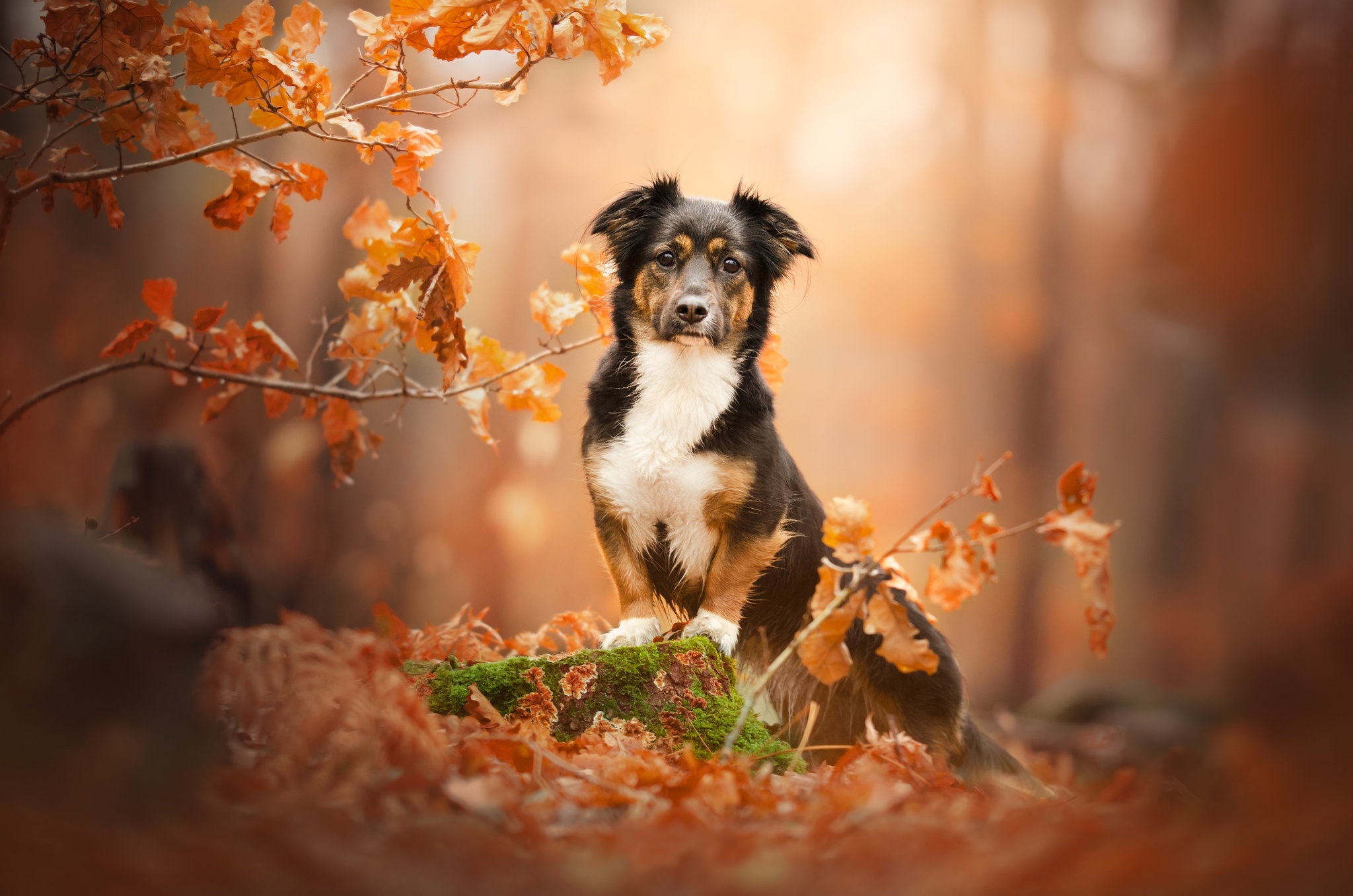 Dog sitting on a stump in autumn forest HD Wallpaper