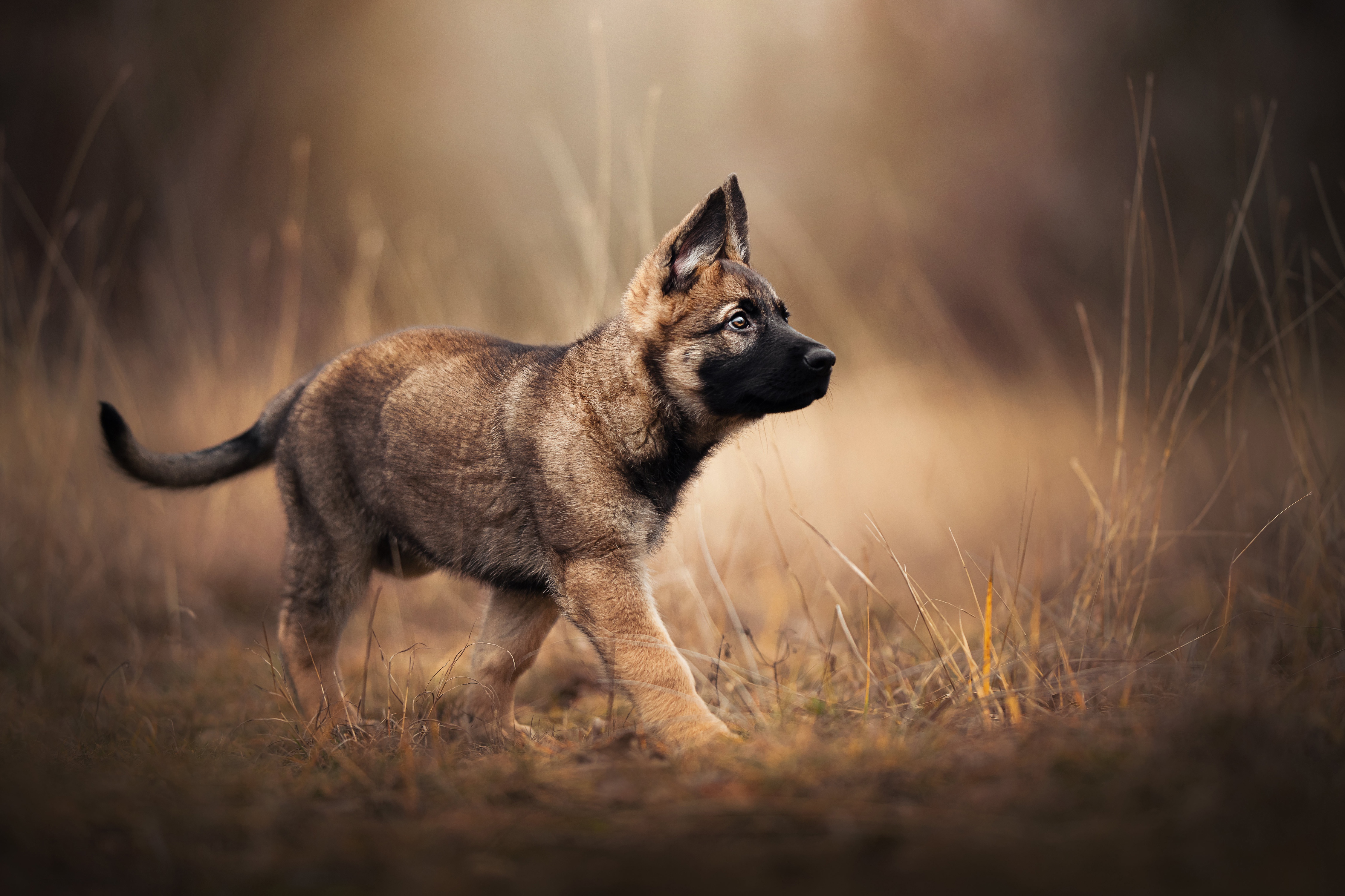 German Shepherd Puppy in Field 4K HD Wallpaper