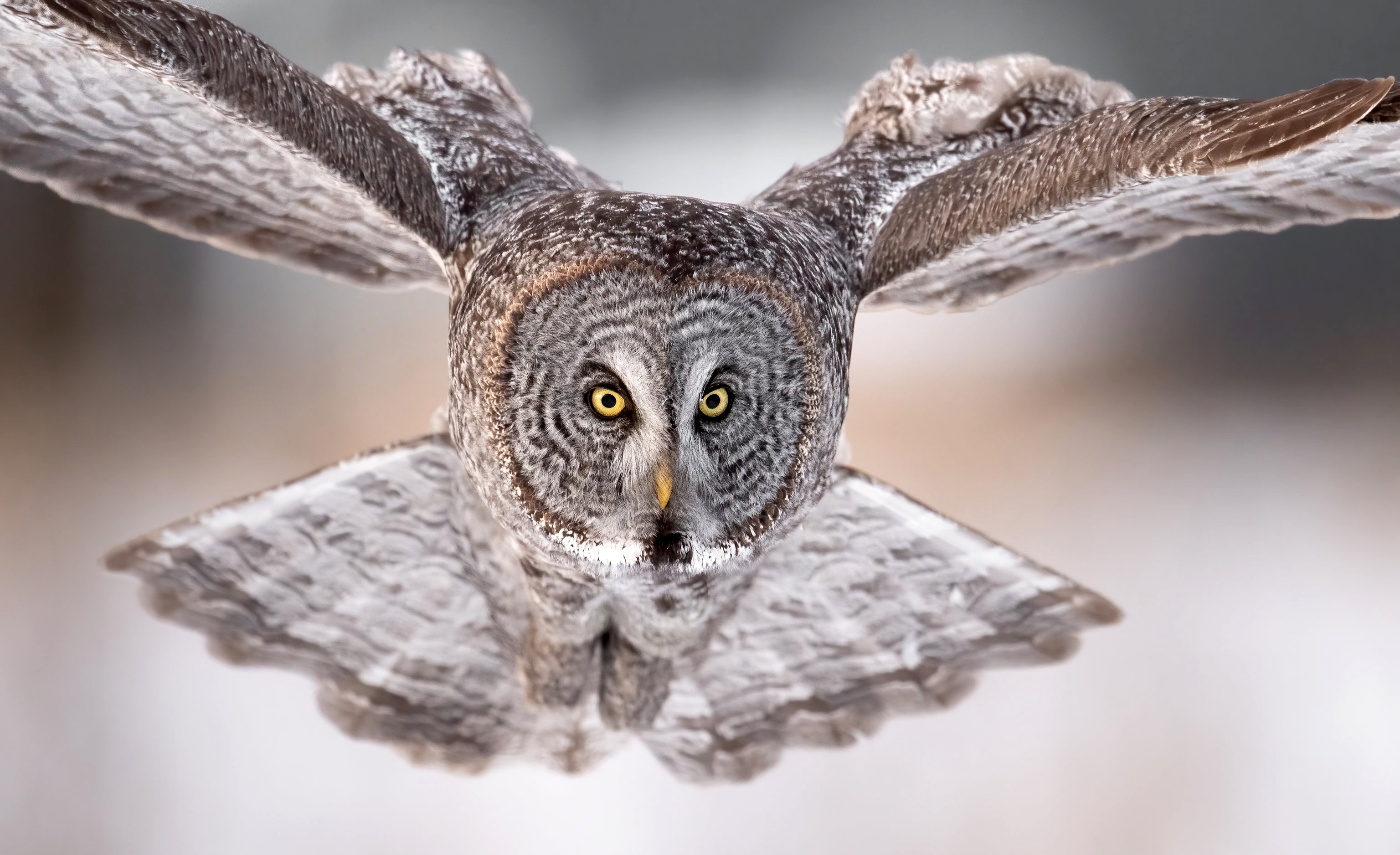Great Grey Owl in flight HD Wallpaper