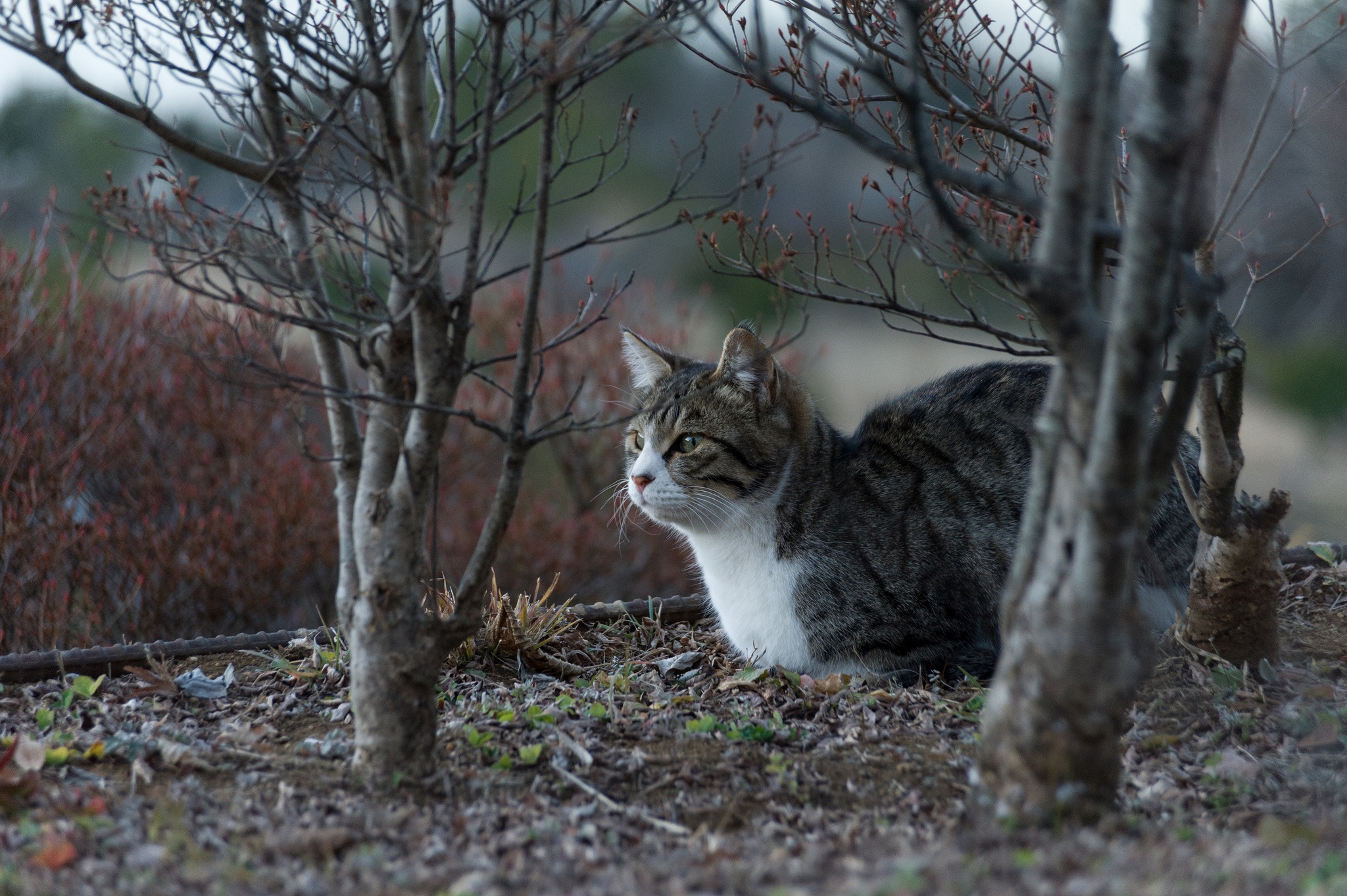 Tabby cat sitting in bushes HD Wallpaper