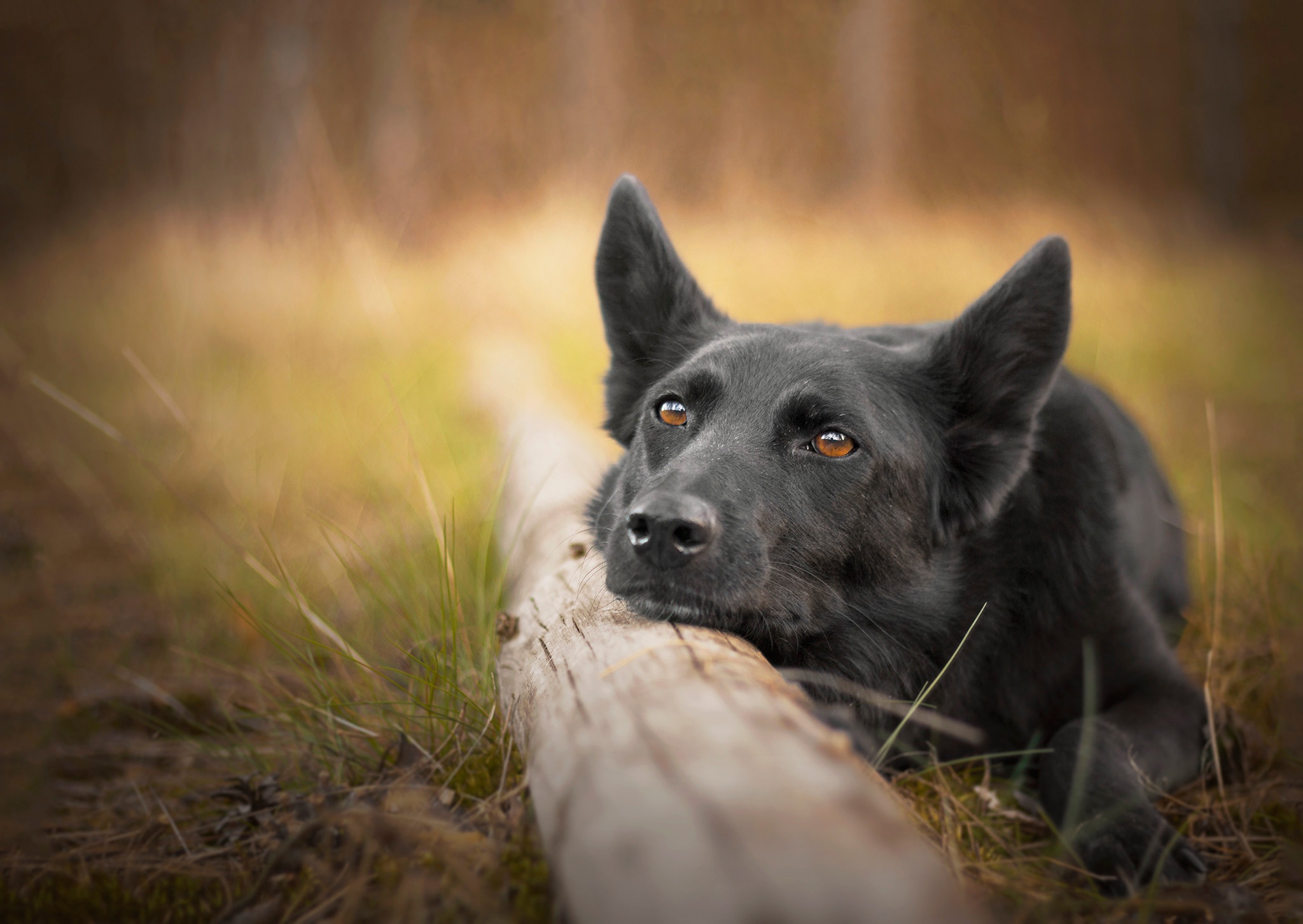 Black German Shepherd resting on a log HD Wallpaper