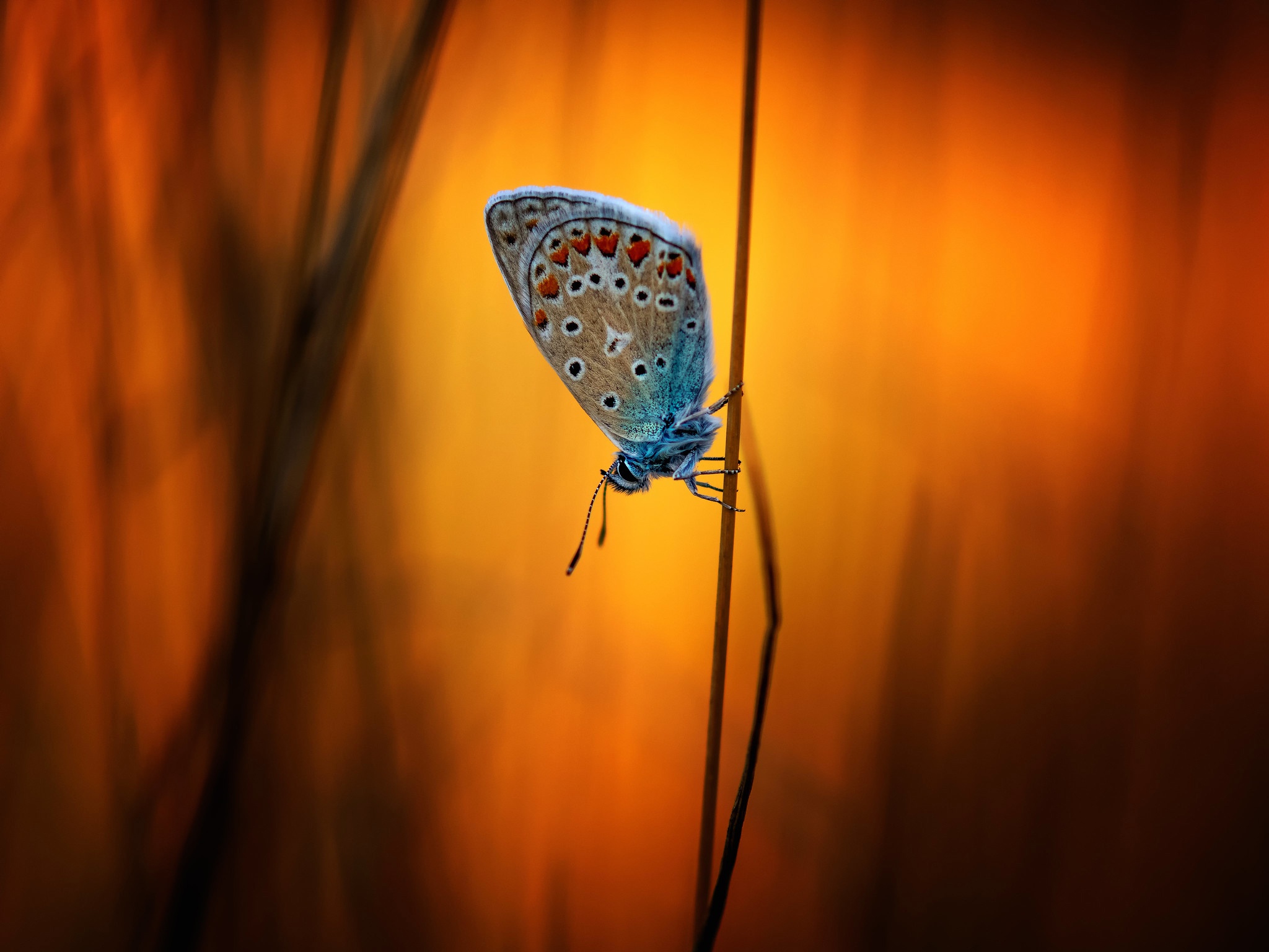 Butterfly on a thin stem with orange background HD Wallpaper