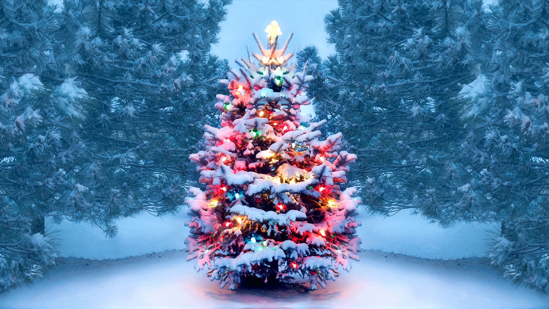 Snow covered Christmas tree with lights HD Wallpaper