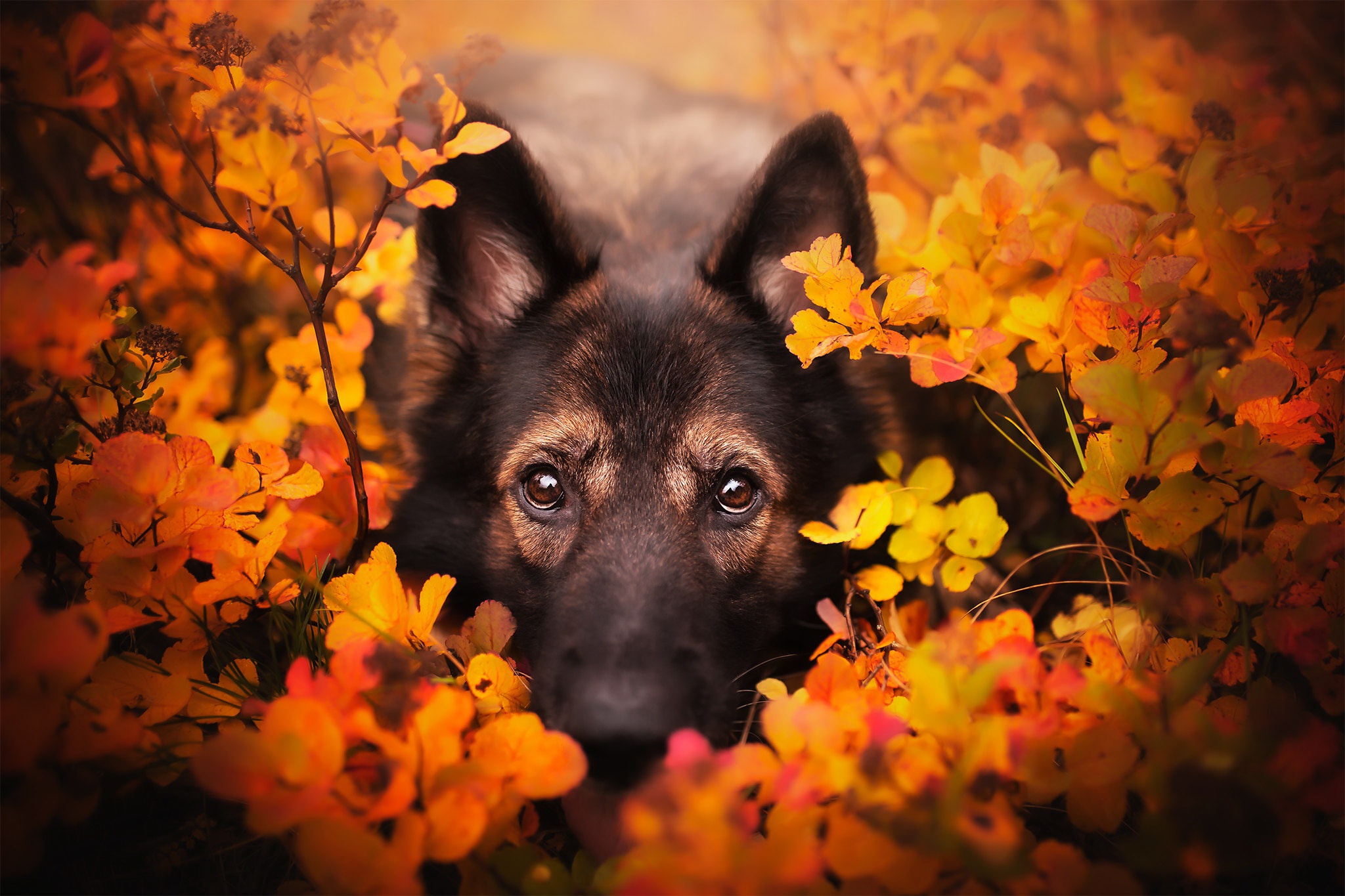 German Shepherd dog in autumn leaves HD Wallpaper