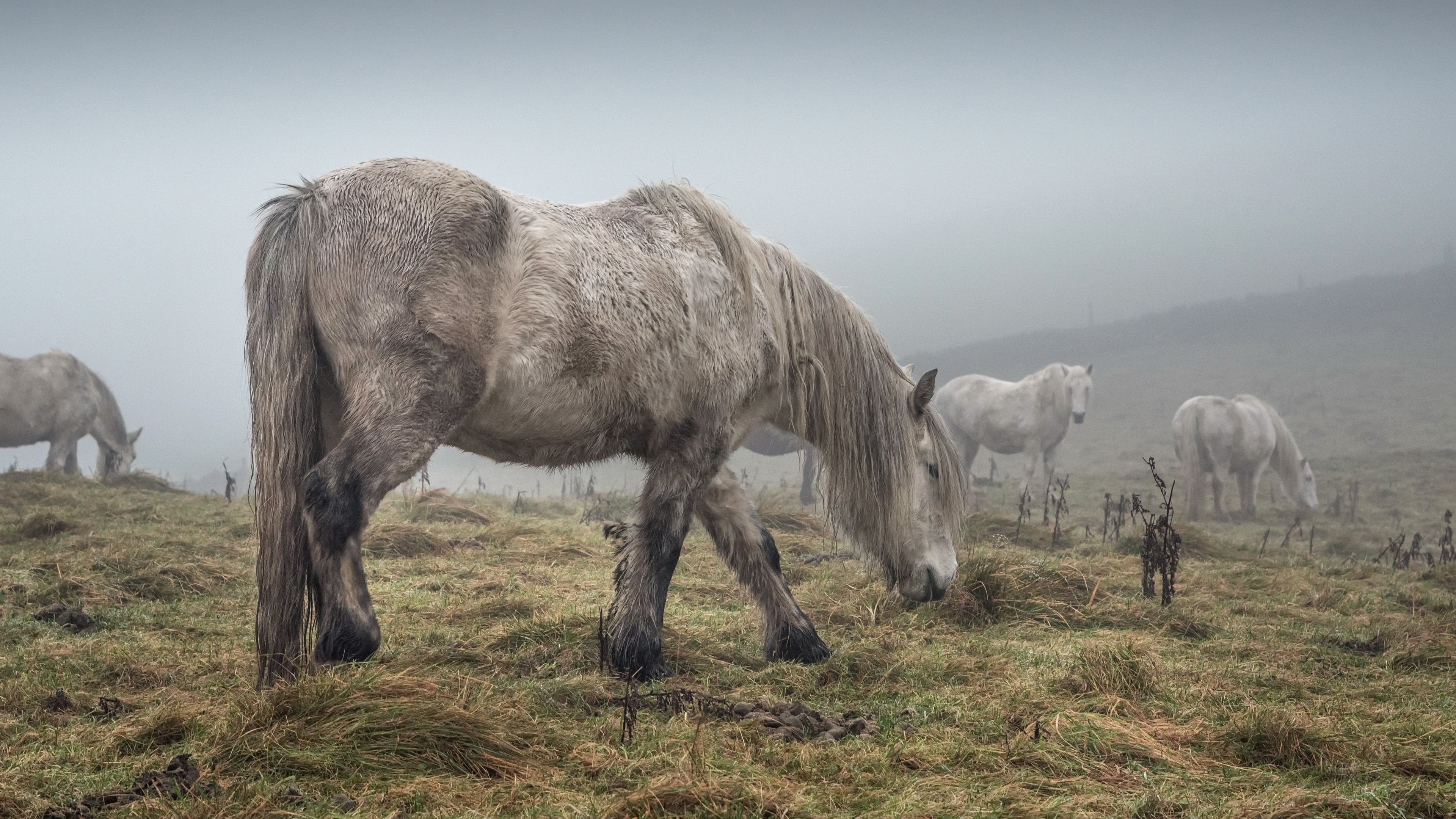 Horses in Fog HD Wallpaper