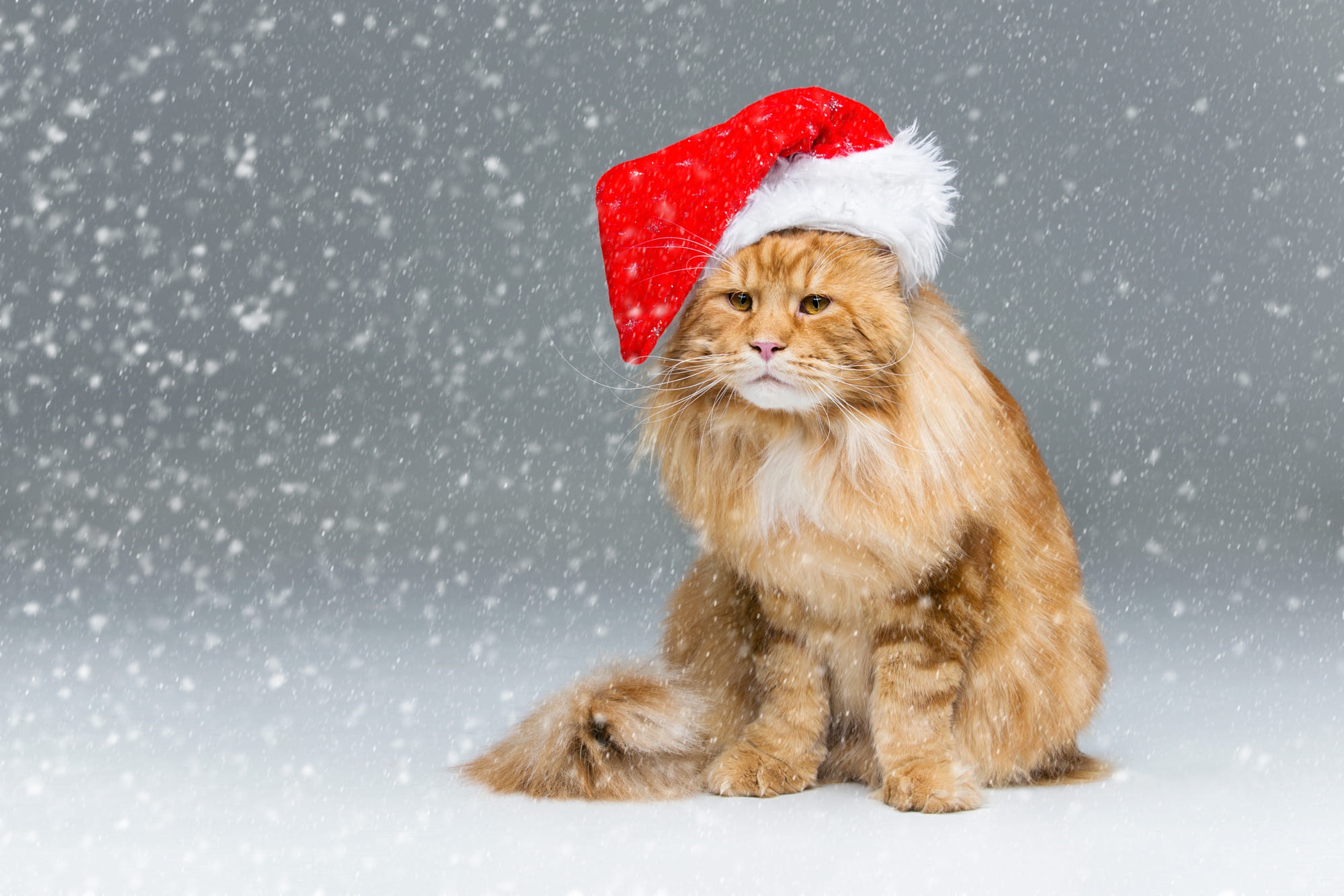 Orange cat wearing a Santa hat in the snow HD Wallpaper