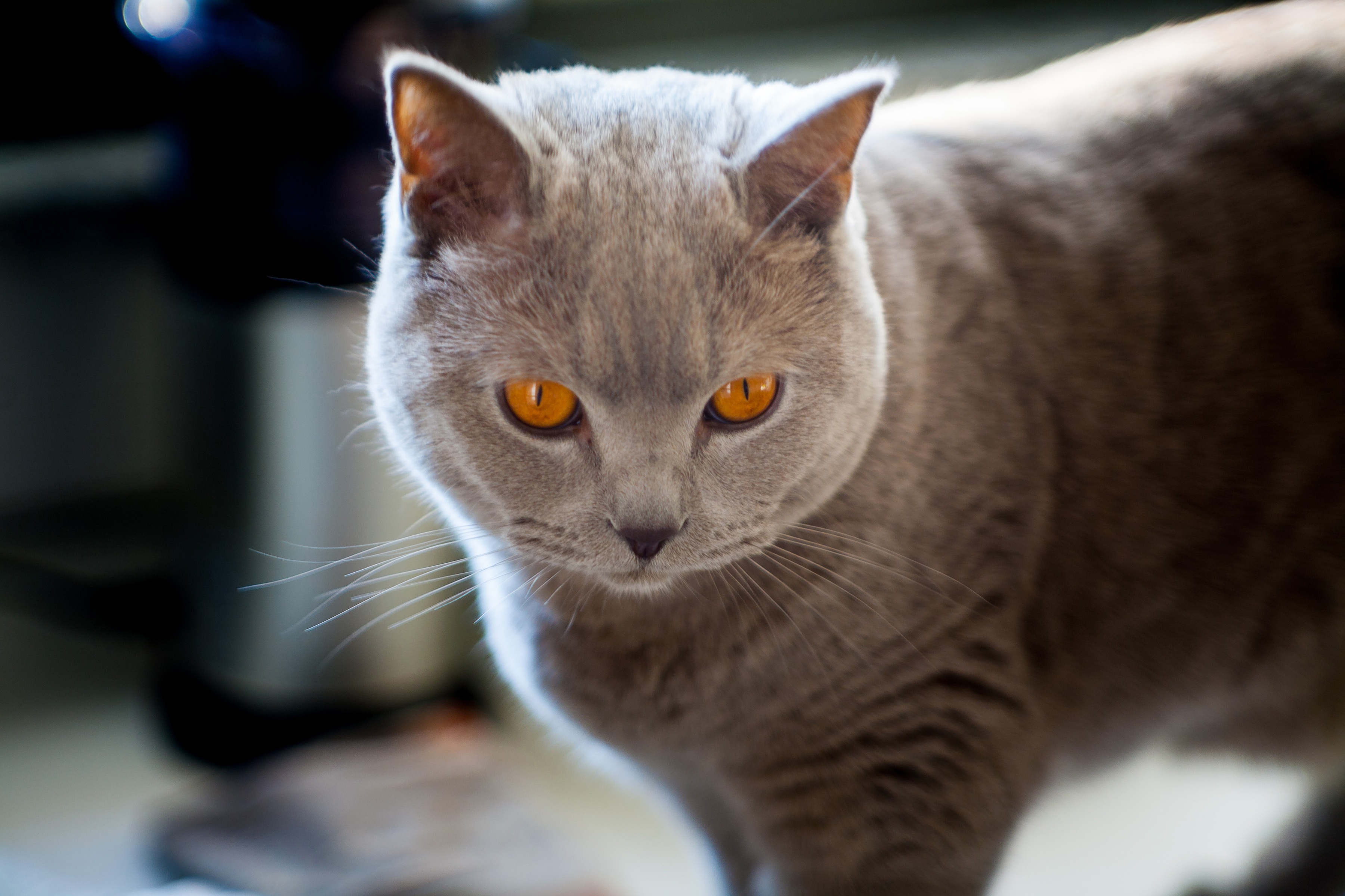 British Shorthair cat with orange eyes HD Wallpaper