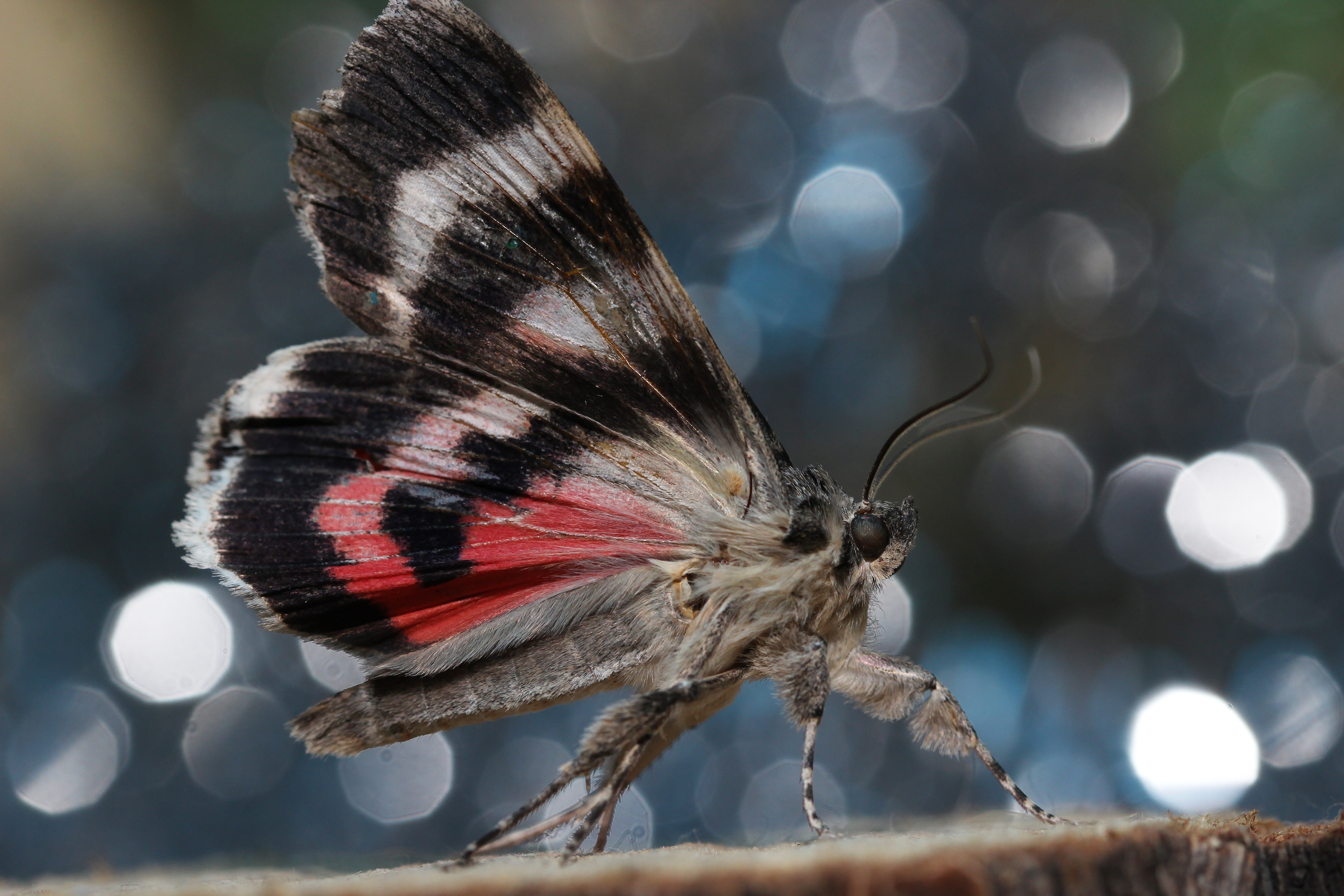 Macro shot of a colorful moth with bokeh background HD Wallpaper