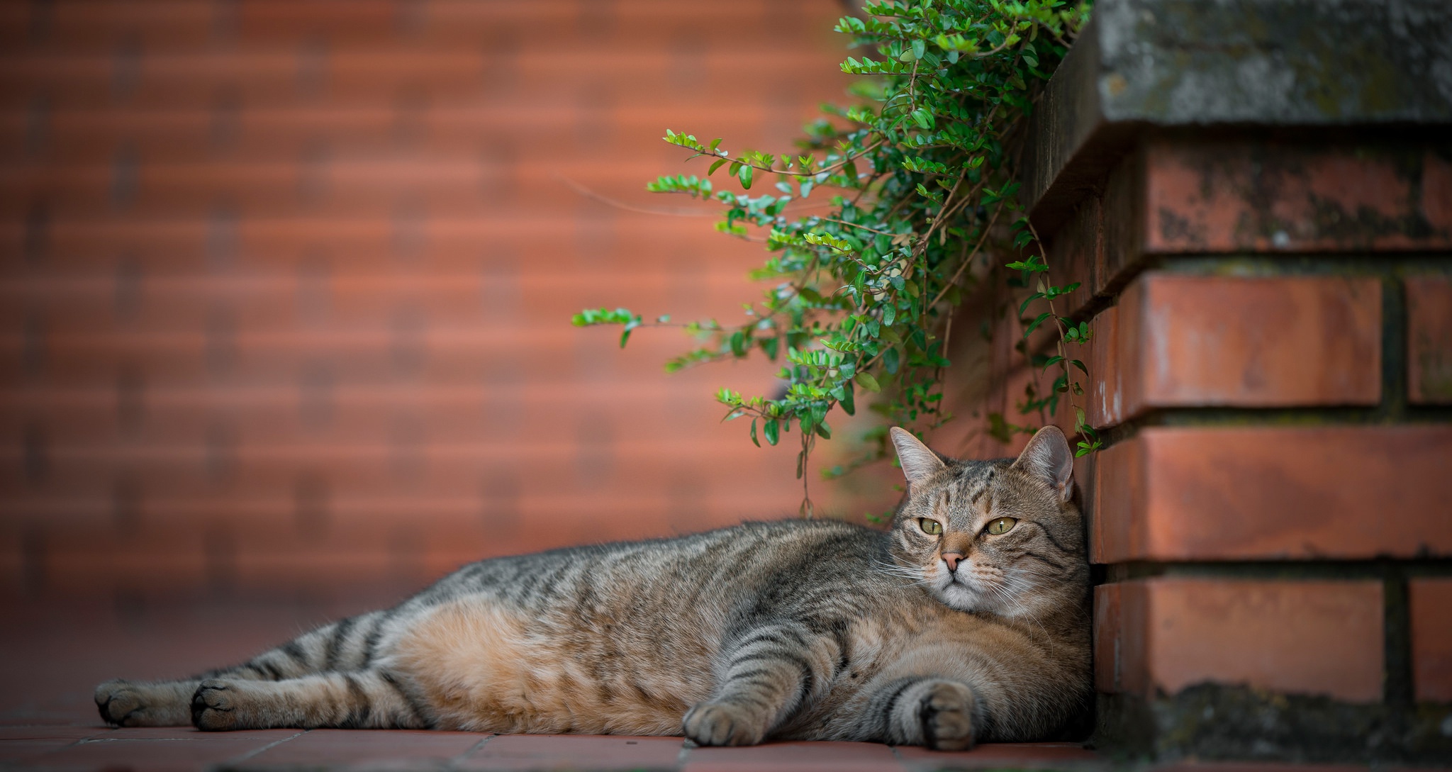 Tabby cat resting on brick patio near greenery HD Wallpaper