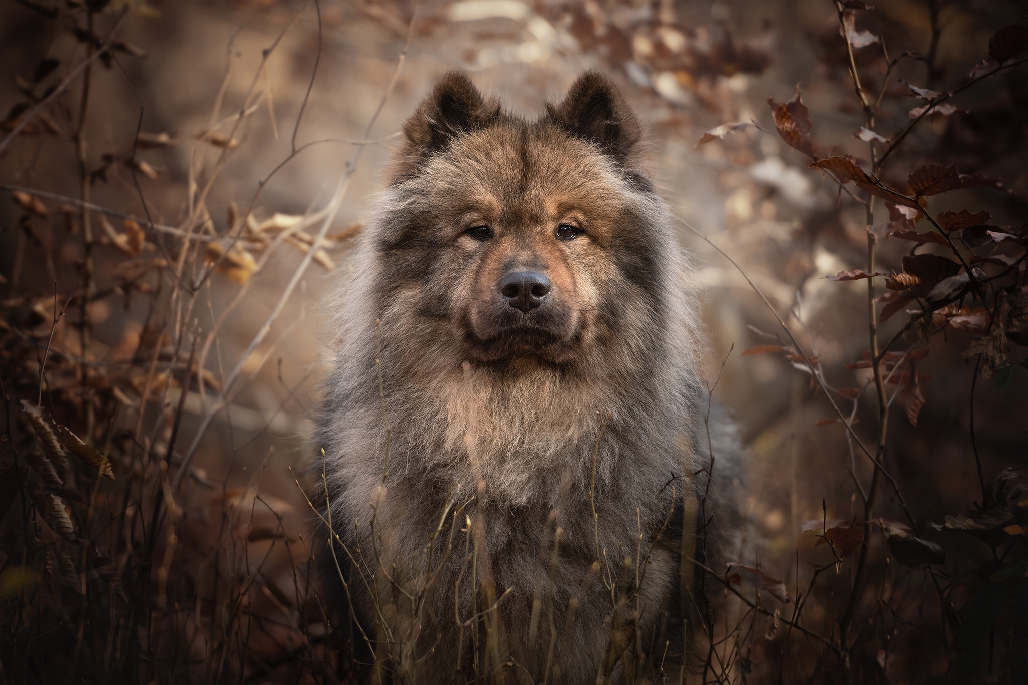 Eurasier dog in a forest setting HD Wallpaper