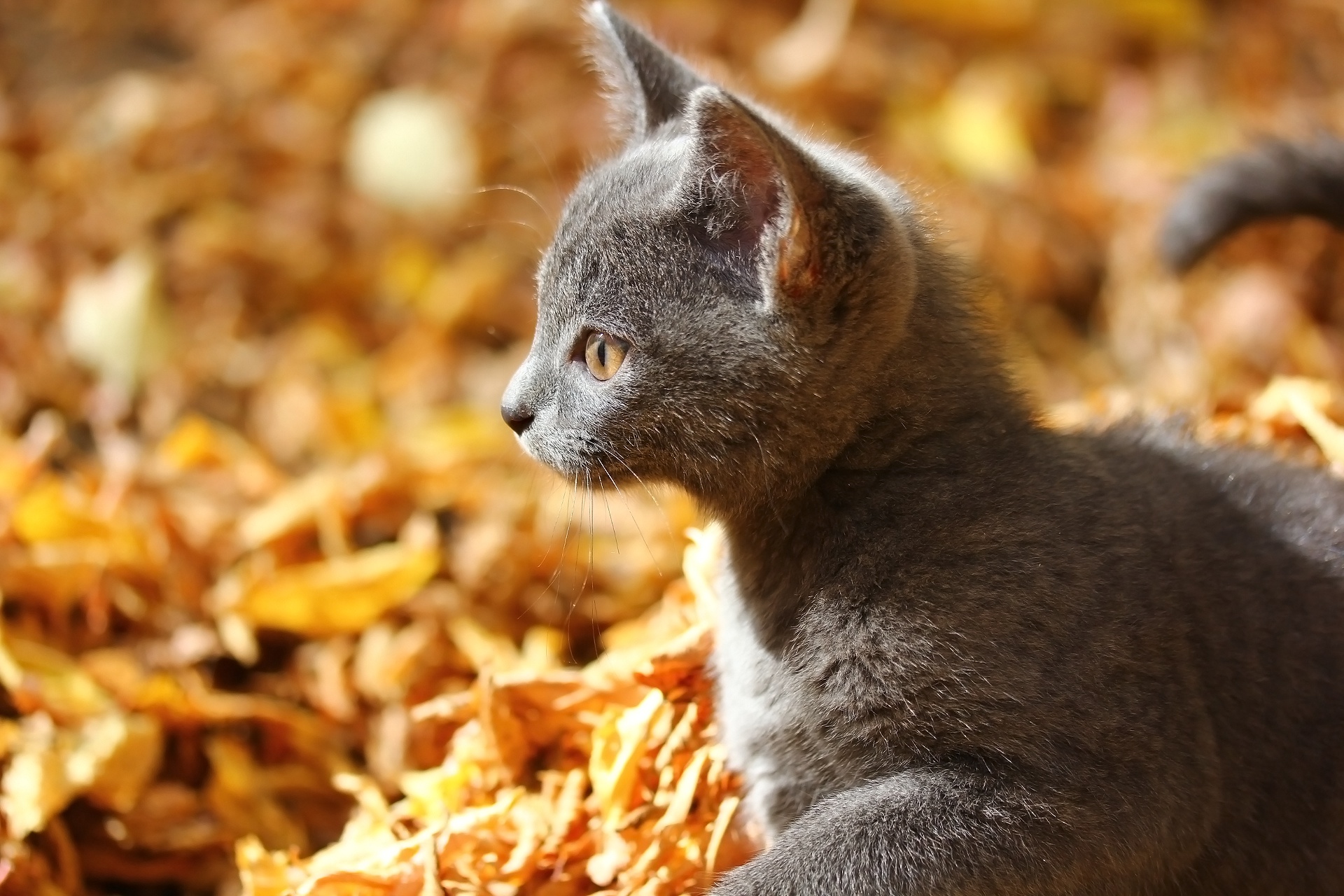 Gray kitten sitting in autumn leaves HD Wallpaper