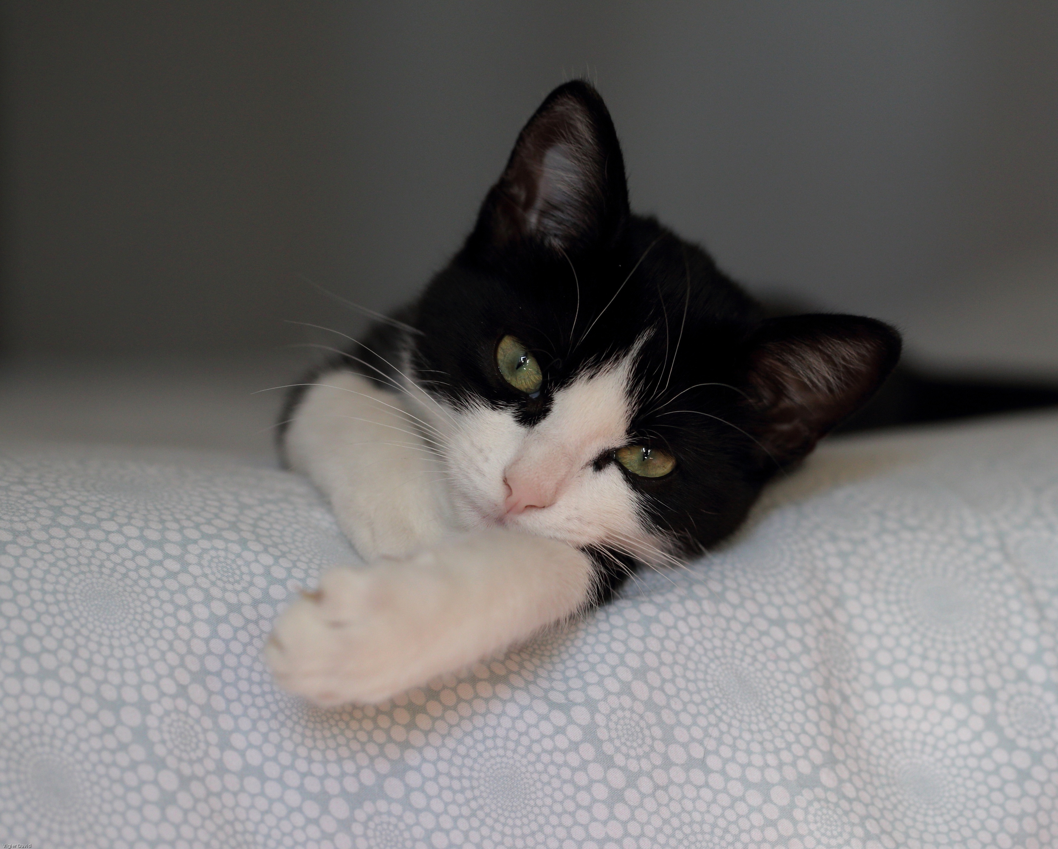 Black and white cat lying on a patterned surface HD Wallpaper