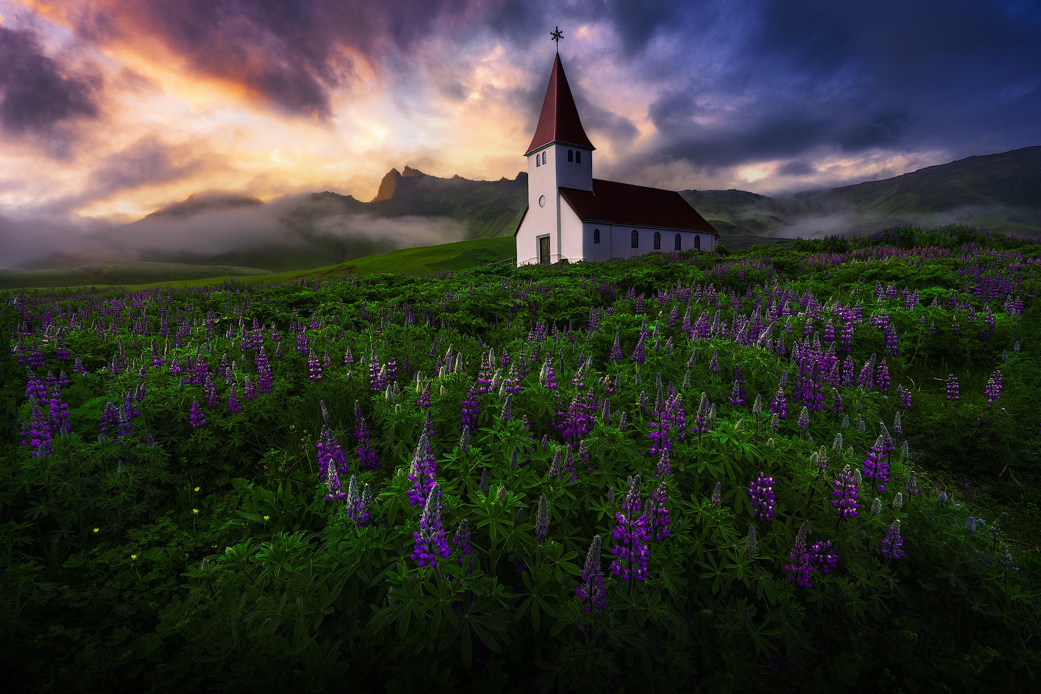 Church in a field of purple flowers in Iceland HD Wallpaper