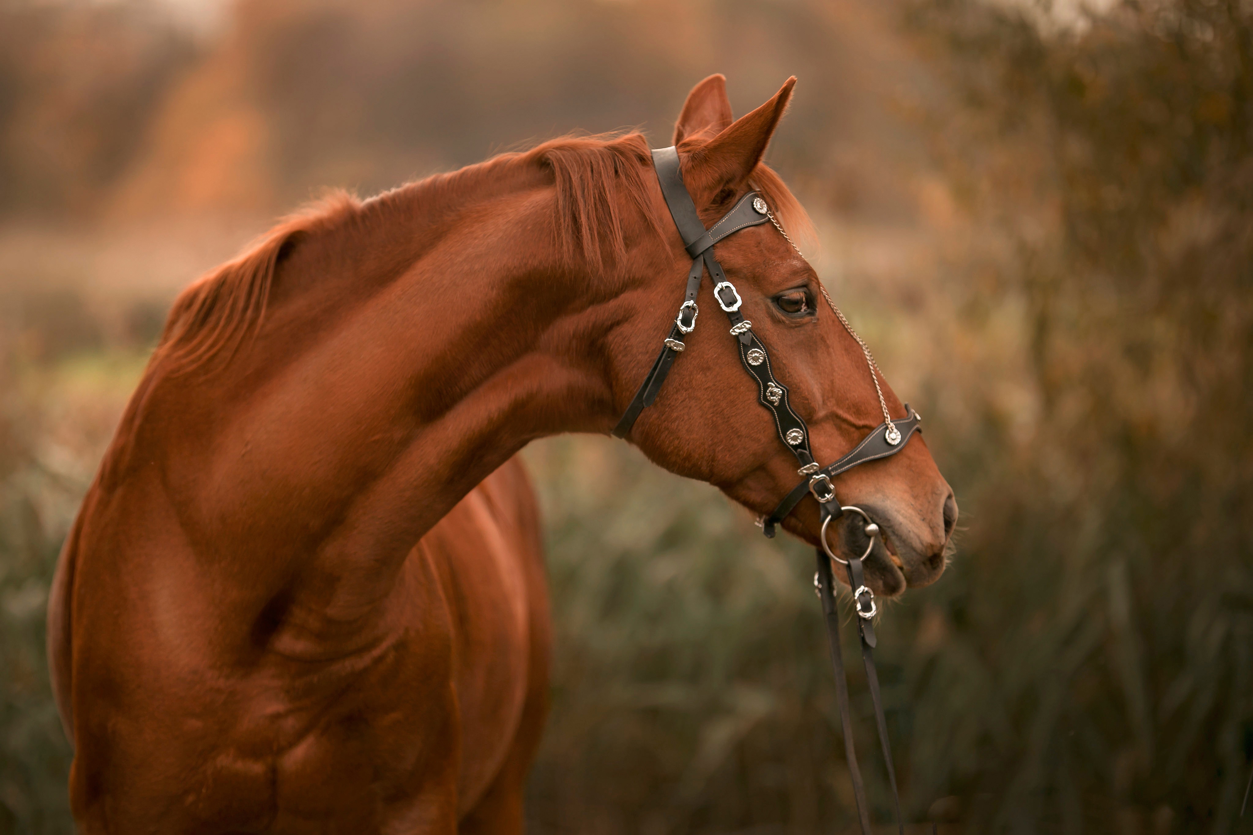 Brown horse with bridle in autumn field 4K HD Wallpaper
